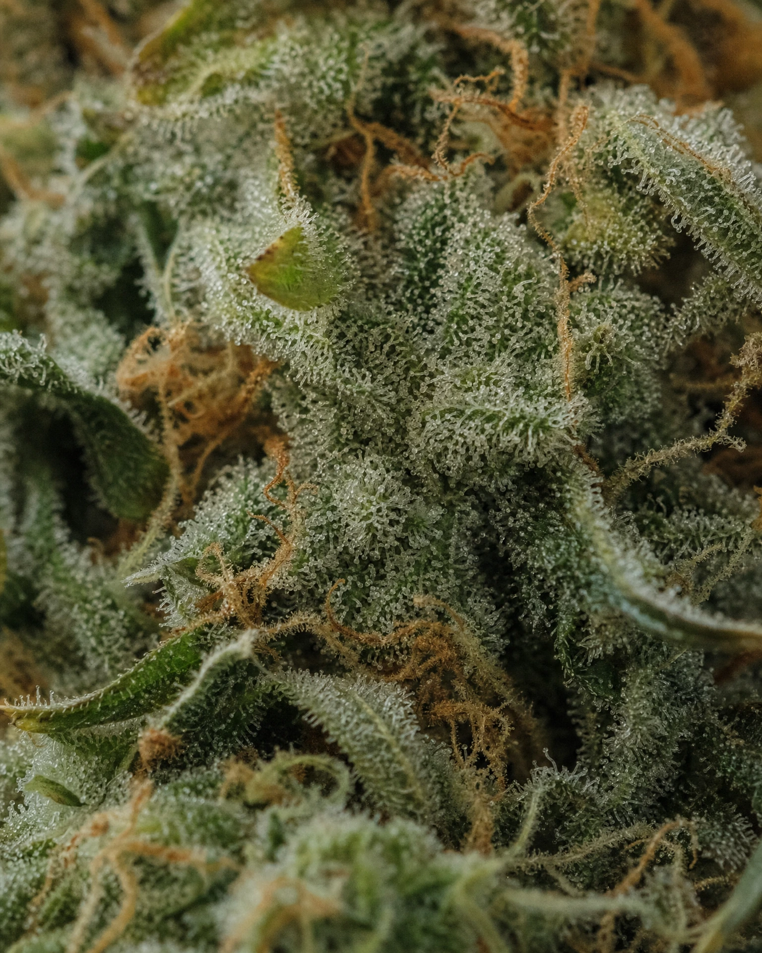 Trichome der Cannabissorte Skunk #1 in Nahaufnahme