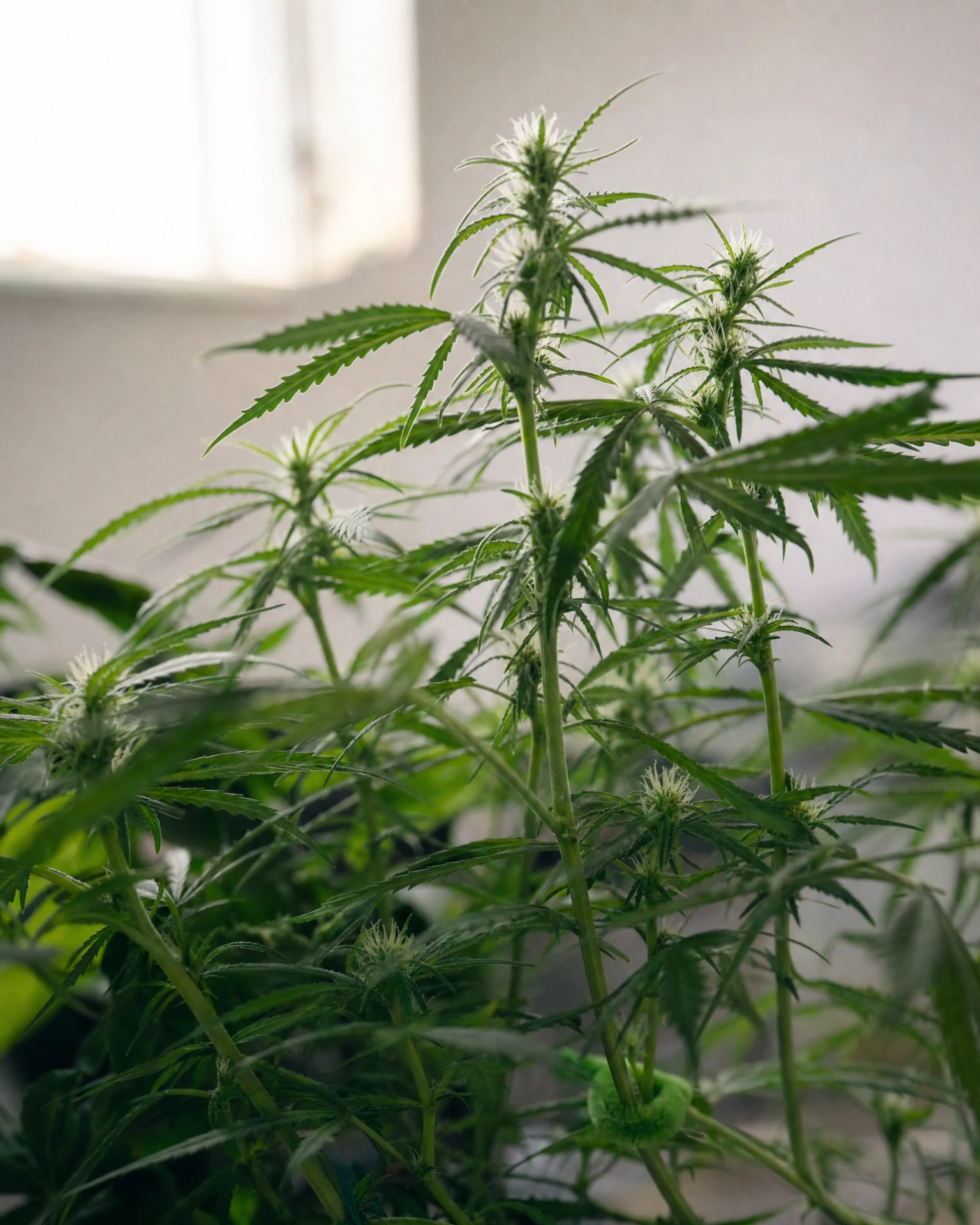 Jack Herer in der frühen Blütephase