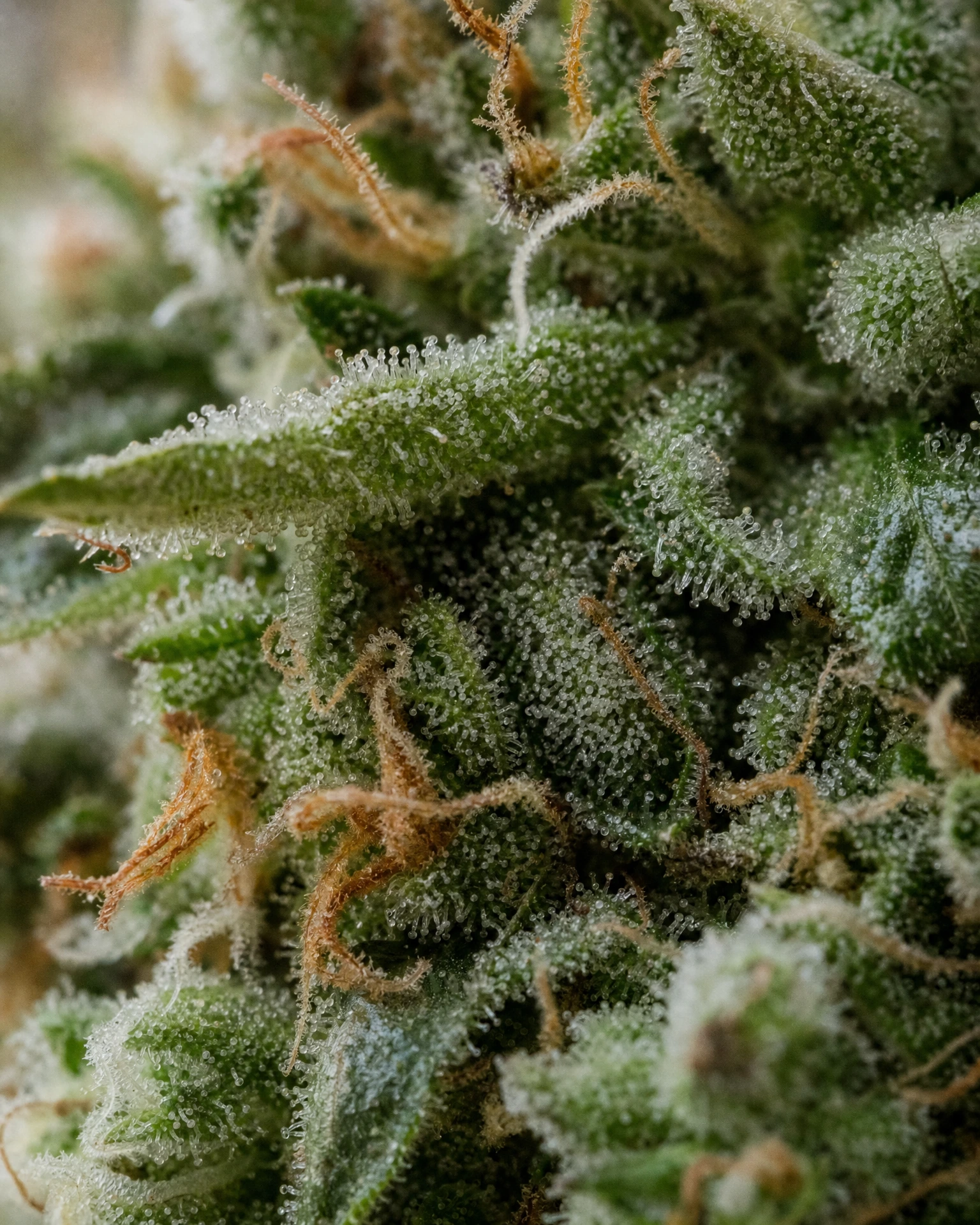 Trichome der Cannabissorte Jack Herer in Nahaufnahme