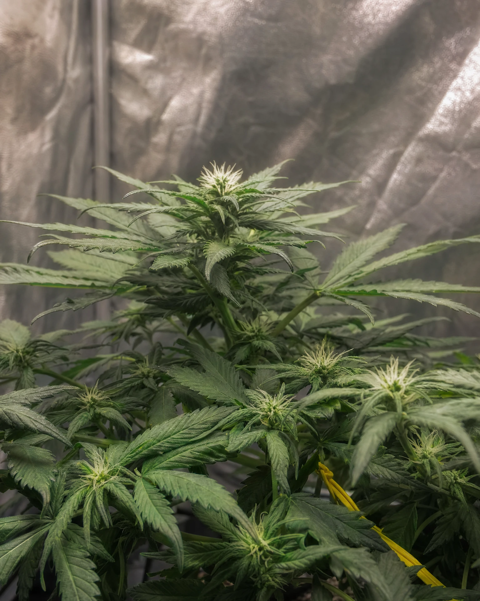 Purple Punch Autoflower in der frühen Blütephase