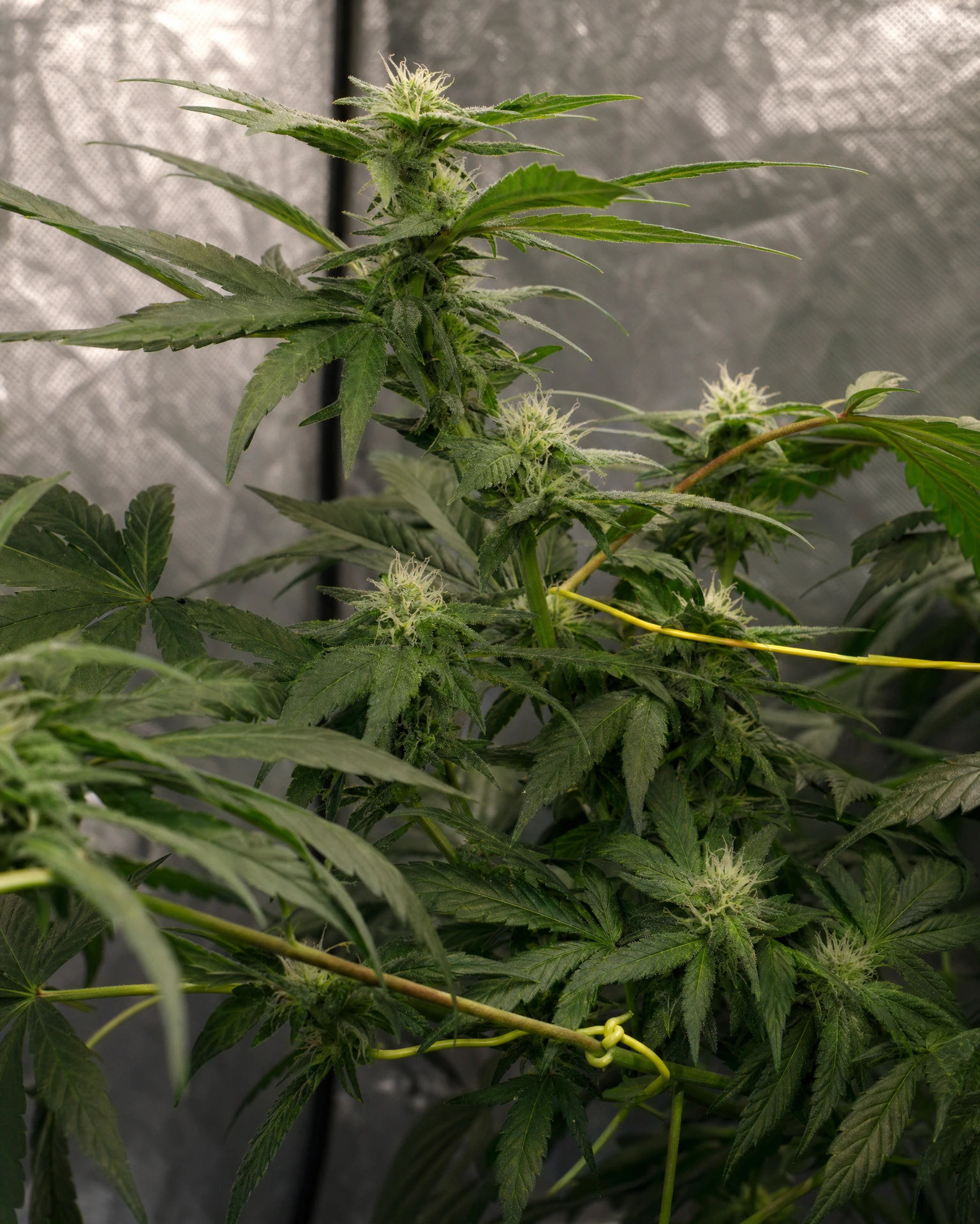 Purple Punch Autoflower in der mittleren Blütephase
