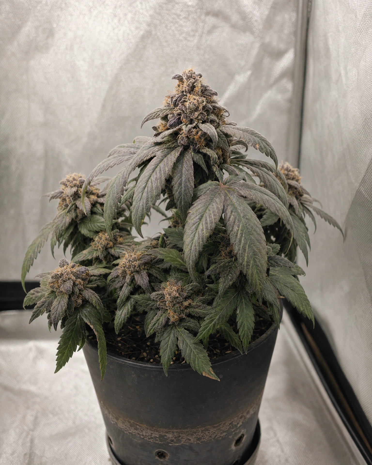 Ausgewachsene Cannabispflanze der Sorte Purple Punch Autoflower