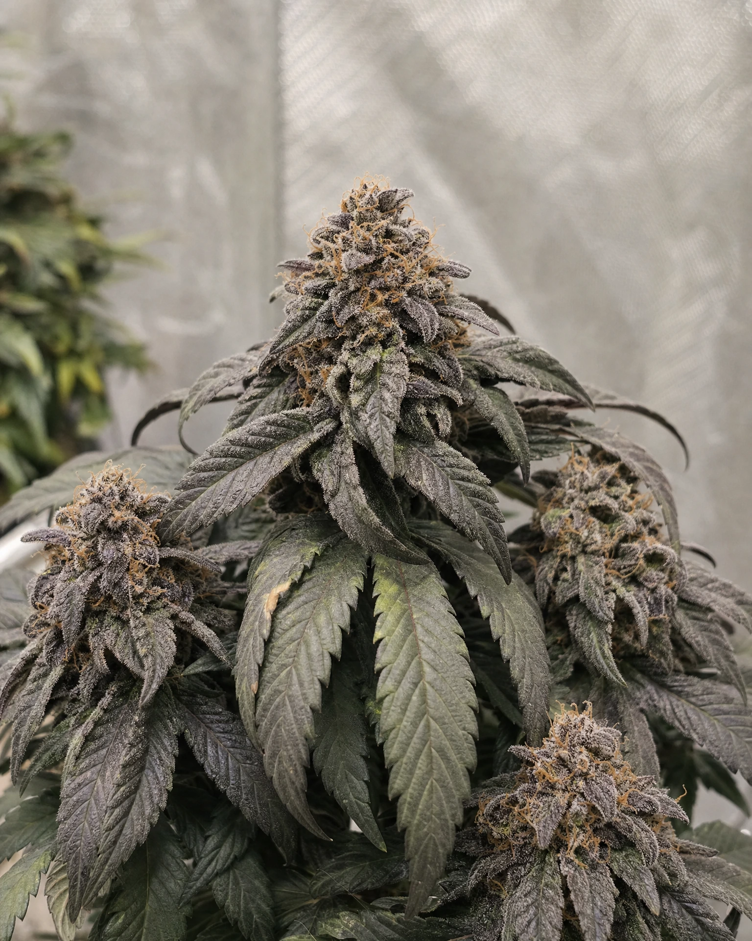 Ausgereifte Cannabispflanze der Sorte Purple Punch Autoflower aus einem zweiten Blickwinkel