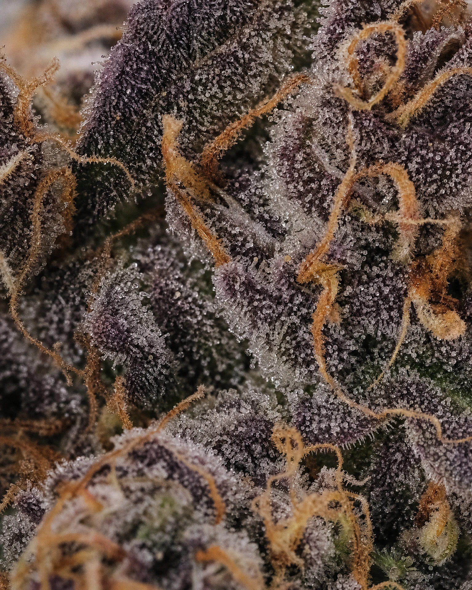 Trichome der Cannabissorte Purple Punch Autoflower in Nahaufnahme