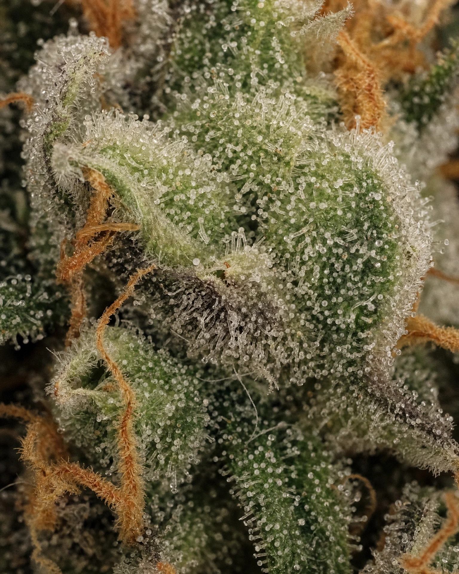 Trichome der Cannabissorte Pink Rozay in Nahaufnahme
