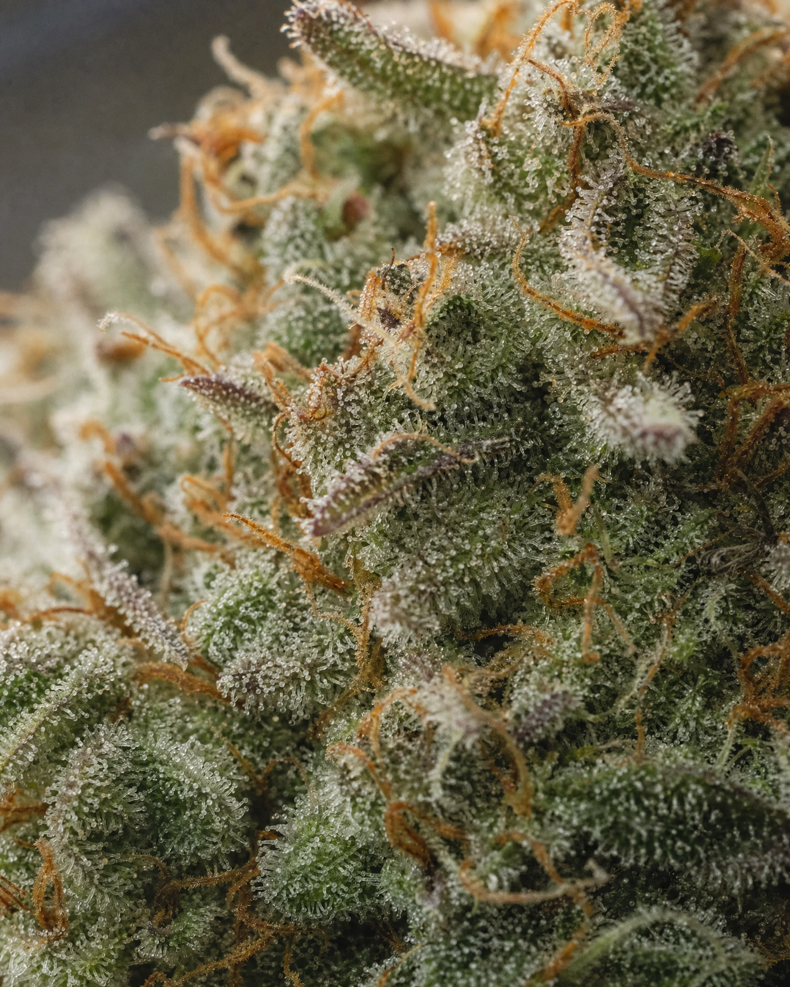 Trichome der Cannabissorte Sunset Sherbet in Nahaufnahme