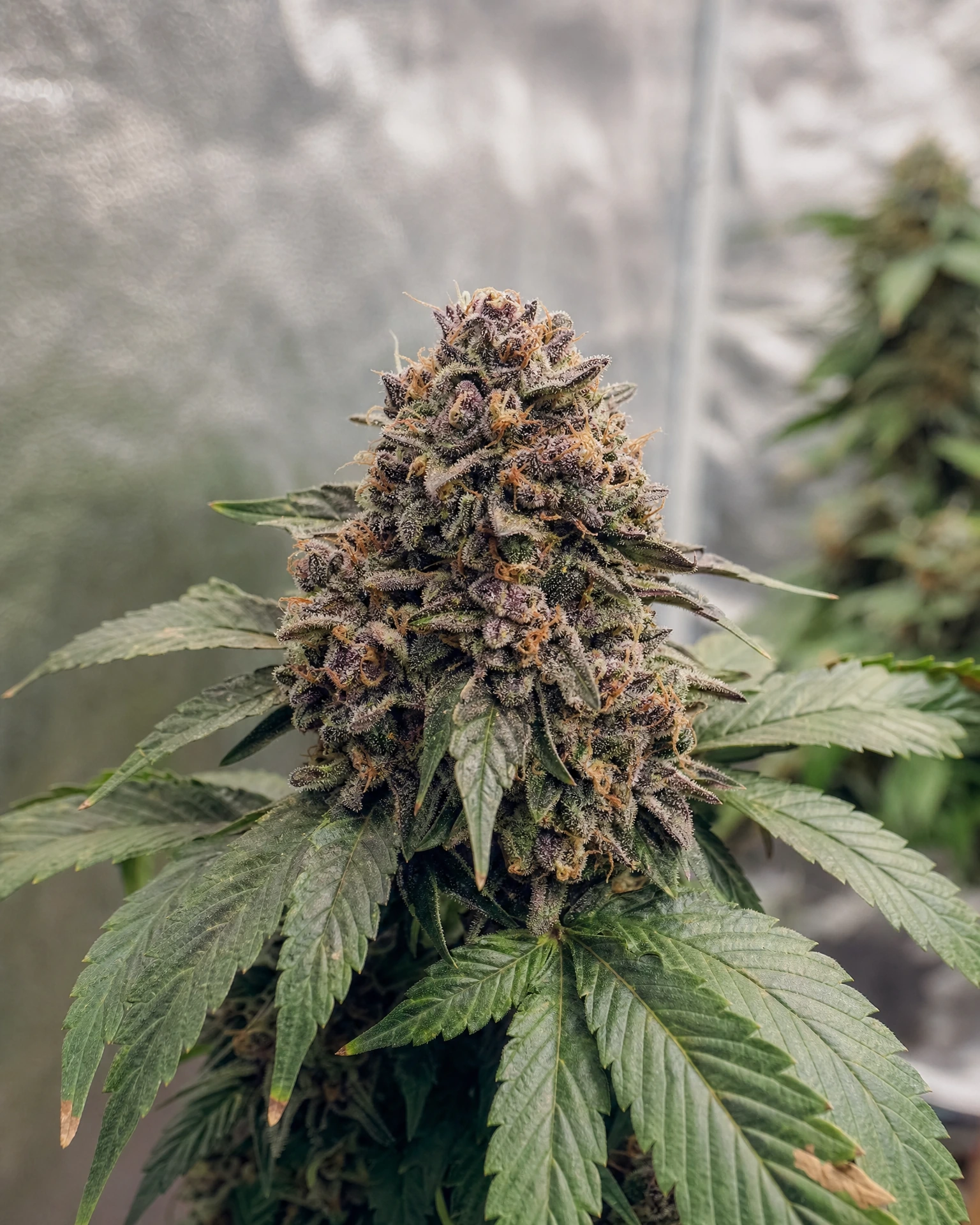 Blühende Cannabispflanze der Sorte Zkittlez Autoflower