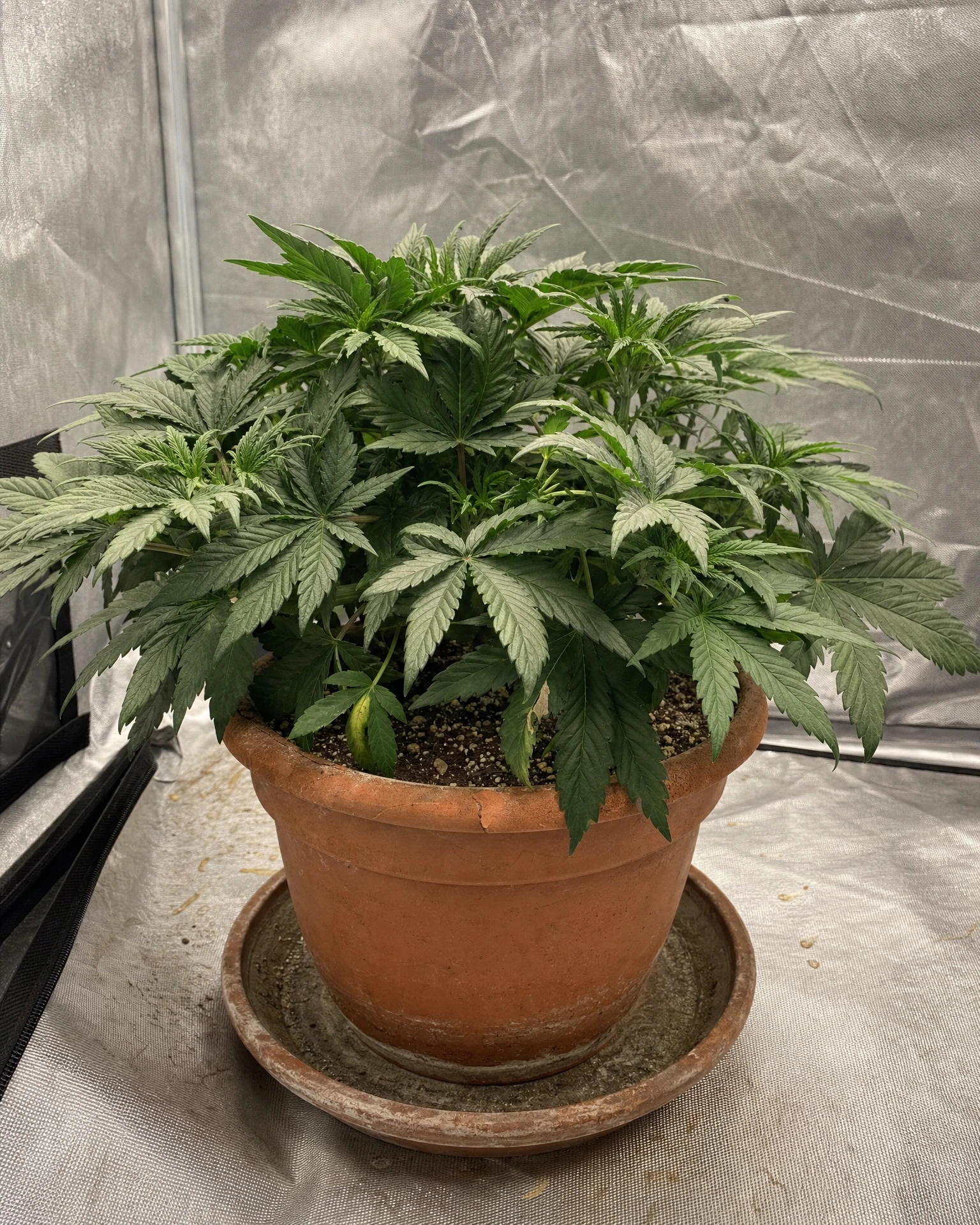 Zkittlez Autoflower in der vegetativen Wachstumsphase