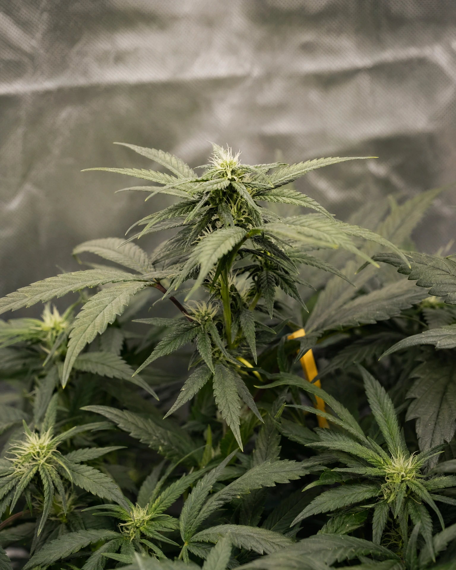 Zkittlez Autoflower in der frühen Blütephase