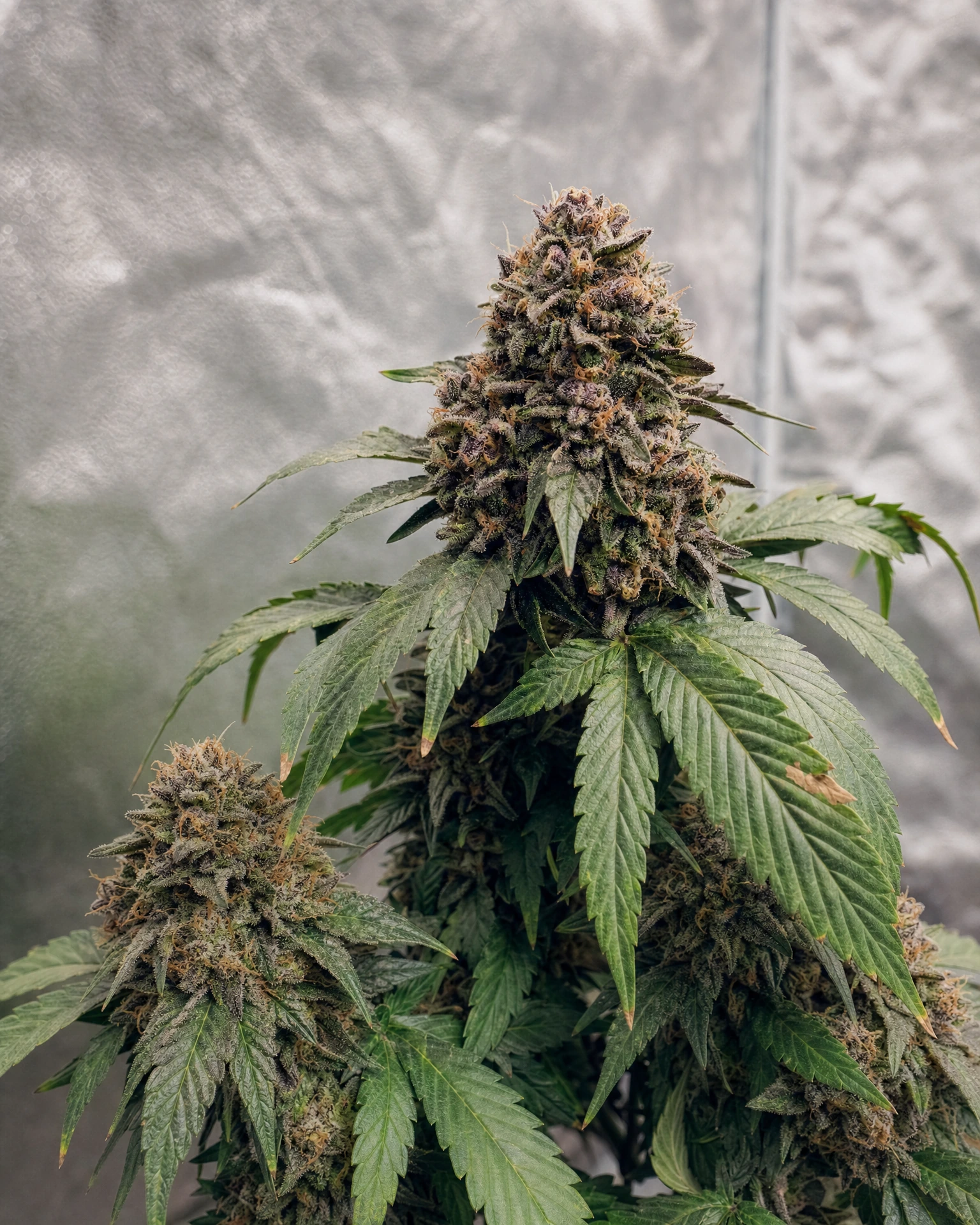 Ausgereifte Cannabispflanze der Sorte Zkittlez Autoflower aus einem zweiten Blickwinkel