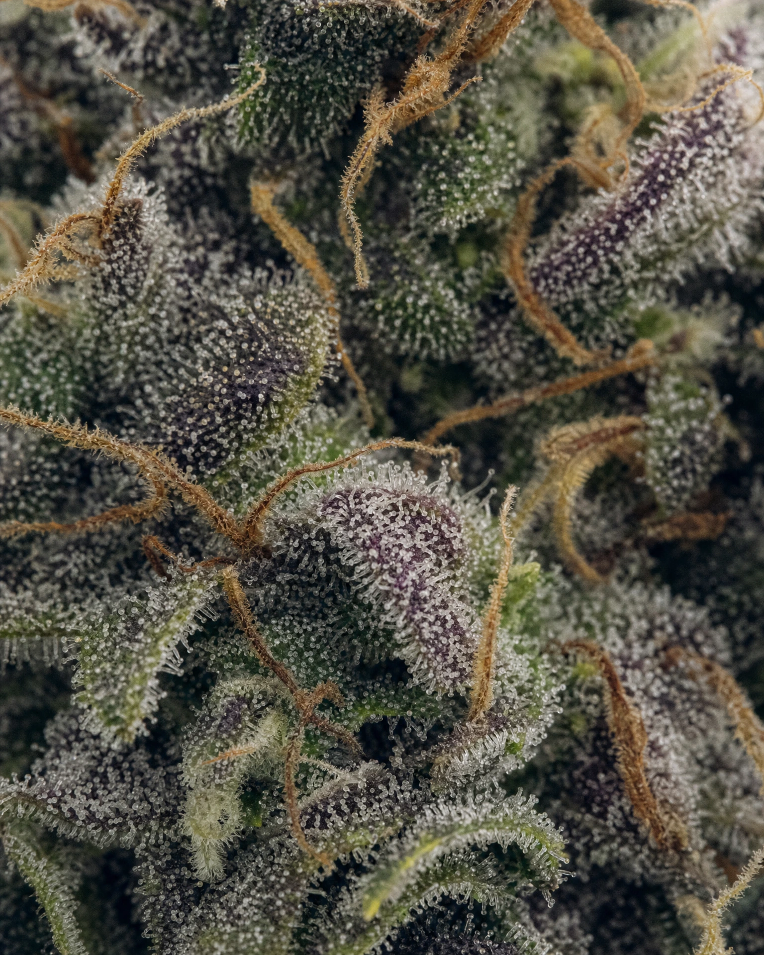 Trichome der Cannabissorte Zkittlez Autoflower in Nahaufnahme