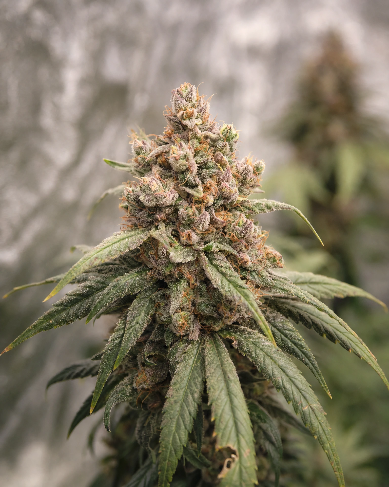 Blühende Cannabispflanze der Sorte Pink Runtz
