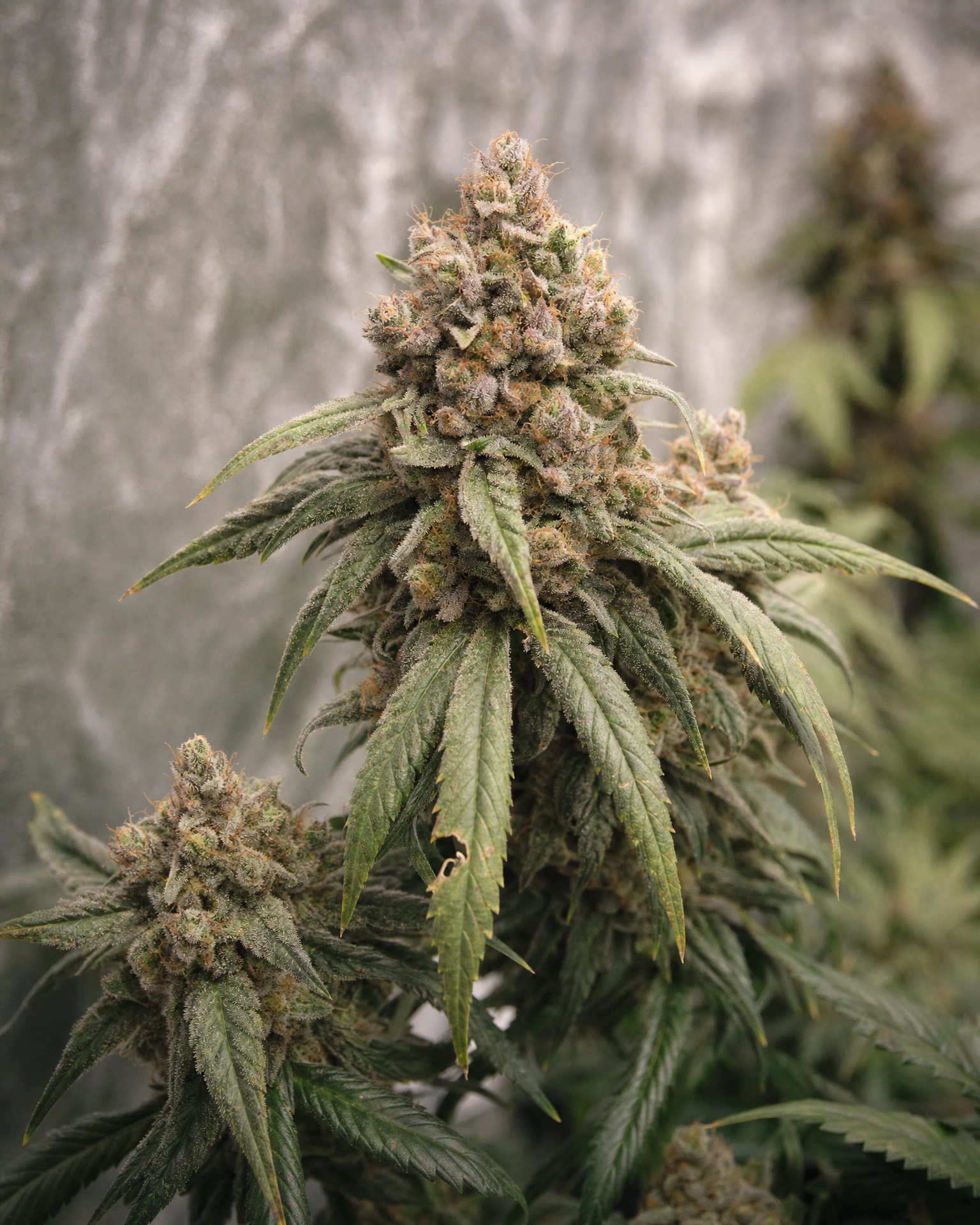 Ausgereifte Cannabispflanze der Sorte Pink Runtz aus einem zweiten Blickwinkel