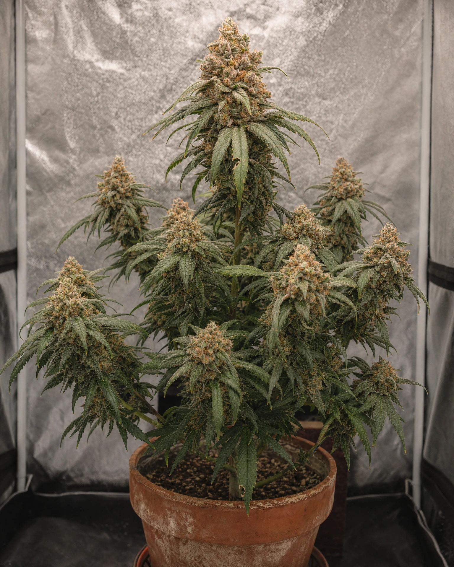 Ausgewachsene Cannabispflanze der Sorte Pink Runtz