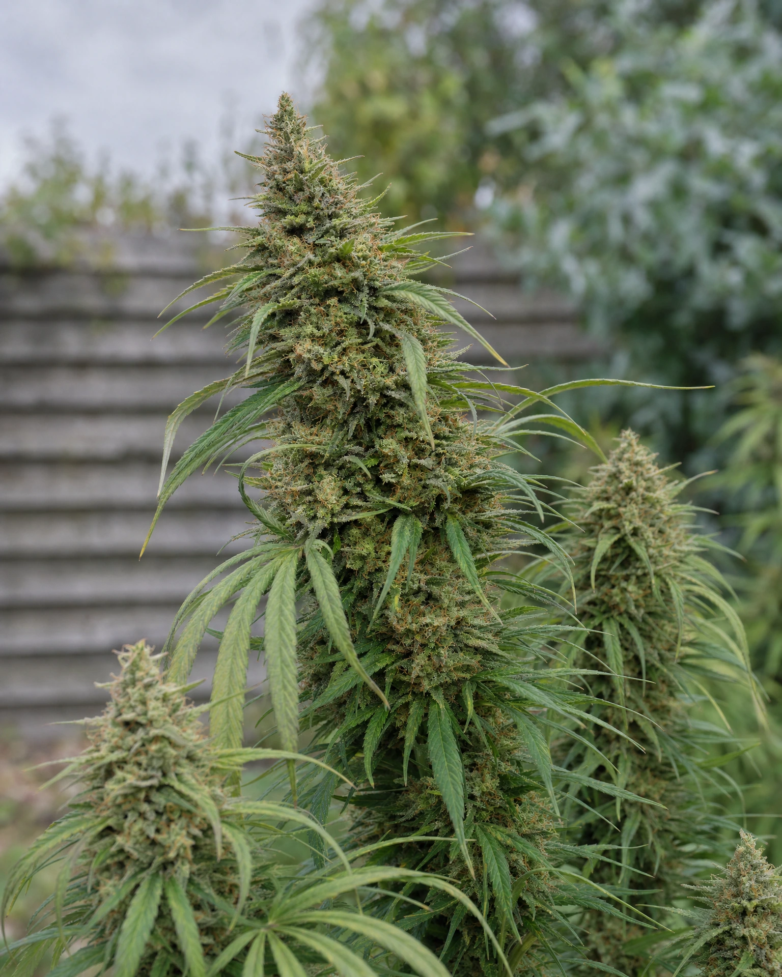 Ausgereifte Cannabispflanze der Sorte AK-47 aus einem zweiten Blickwinkel