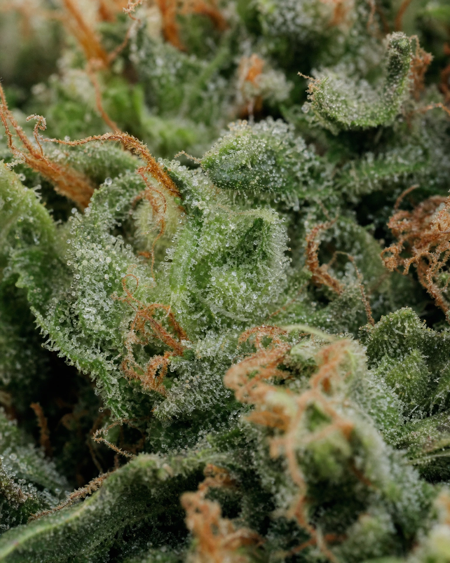 Trichome der Cannabissorte AK-47 in Nahaufnahme
