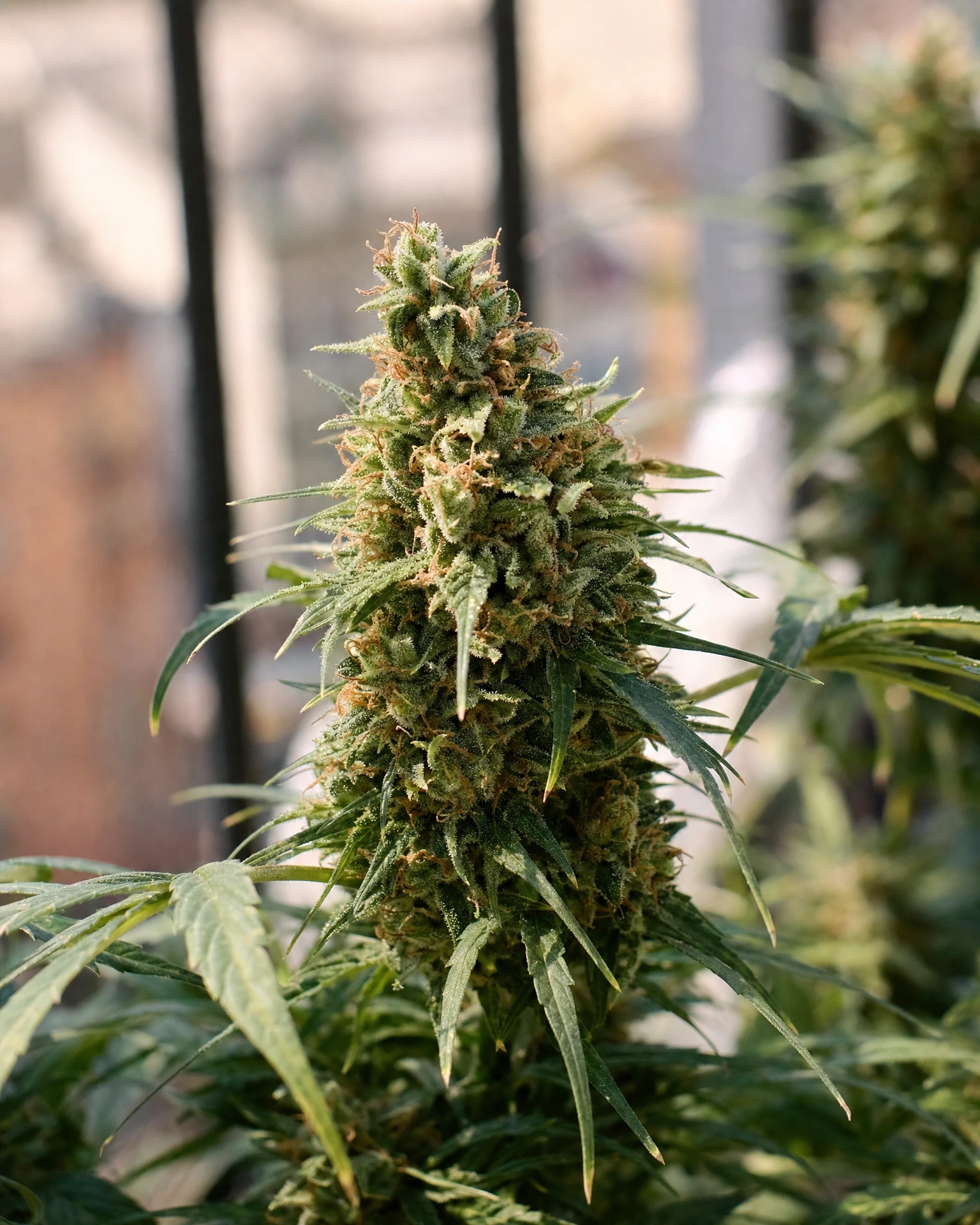 Blühende Cannabispflanze der Sorte AK-47 Autoflower