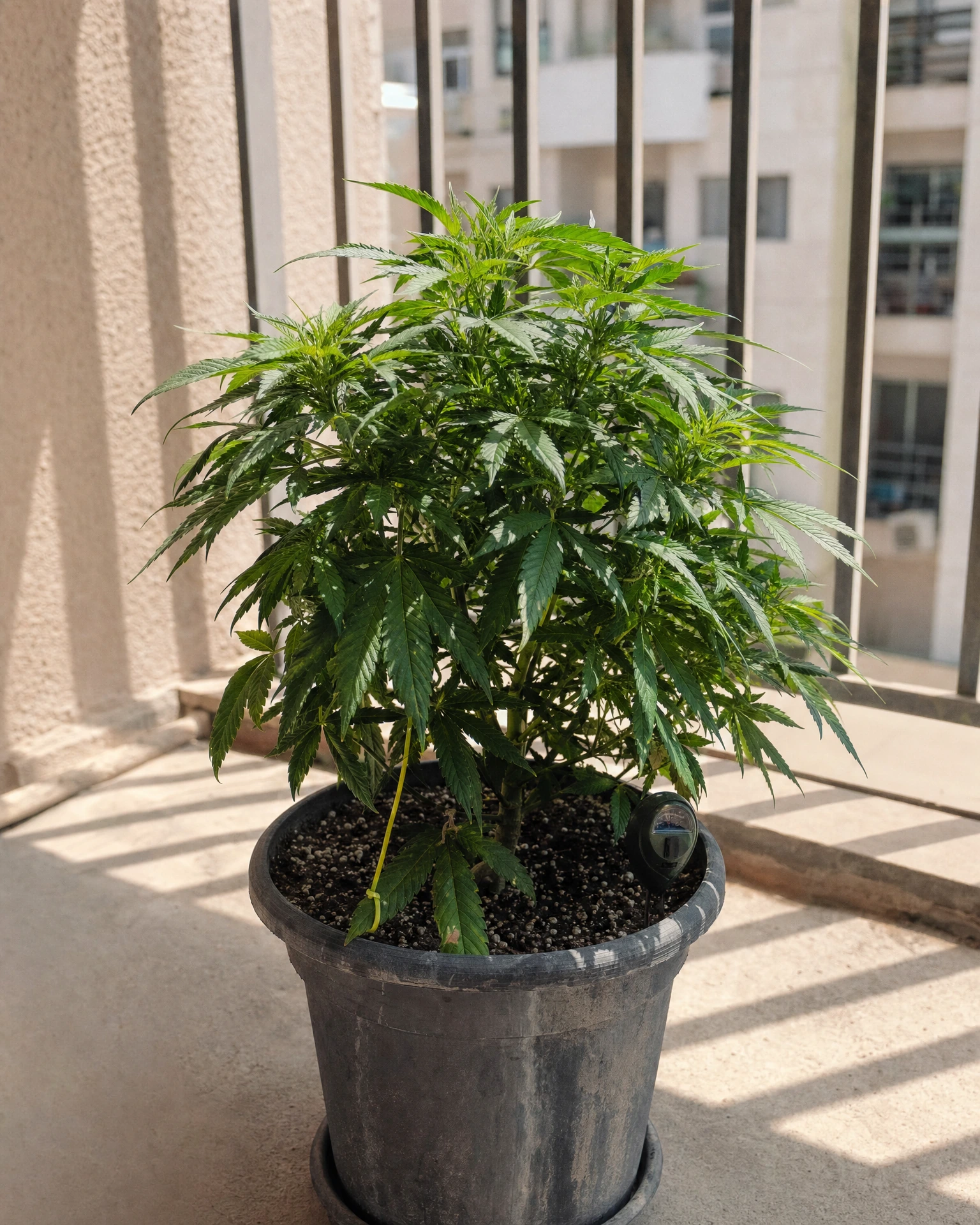 AK-47 Autoflower in der vegetativen Wachstumsphase