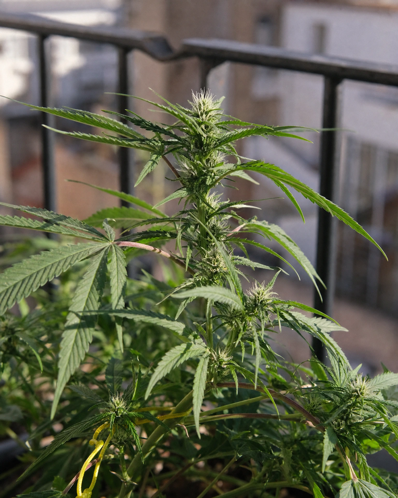 AK-47 Autoflower in der frühen Blütephase