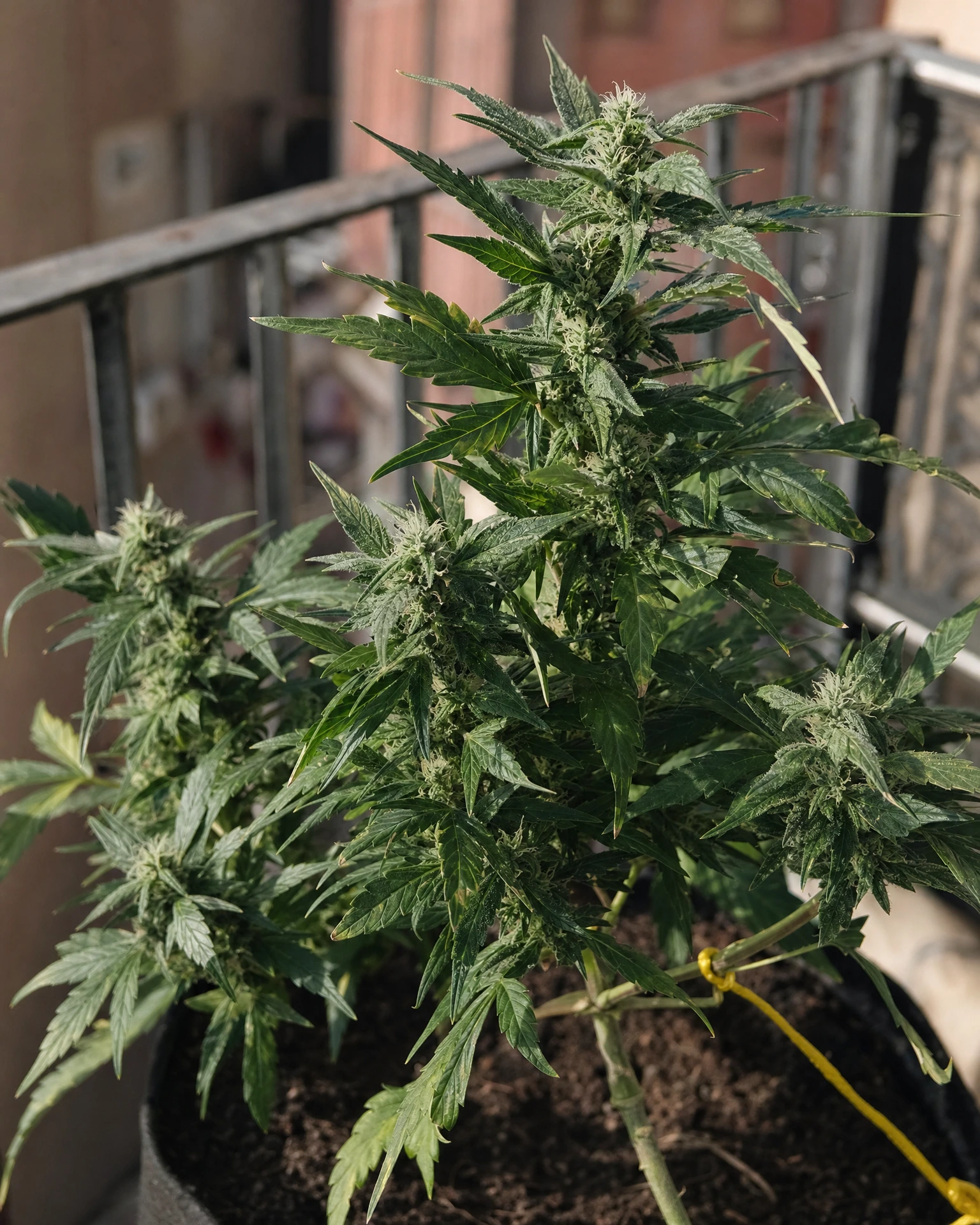 AK-47 Autoflower in der mittleren Blütephase