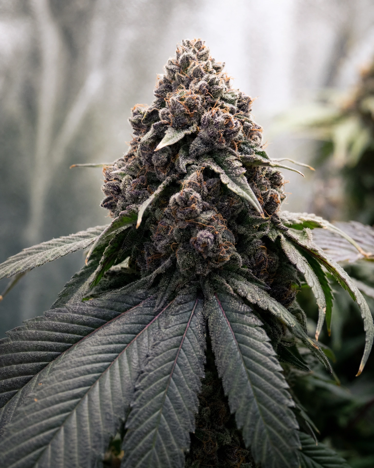 Blühende Cannabispflanze der Sorte Blackberry Moonrocks