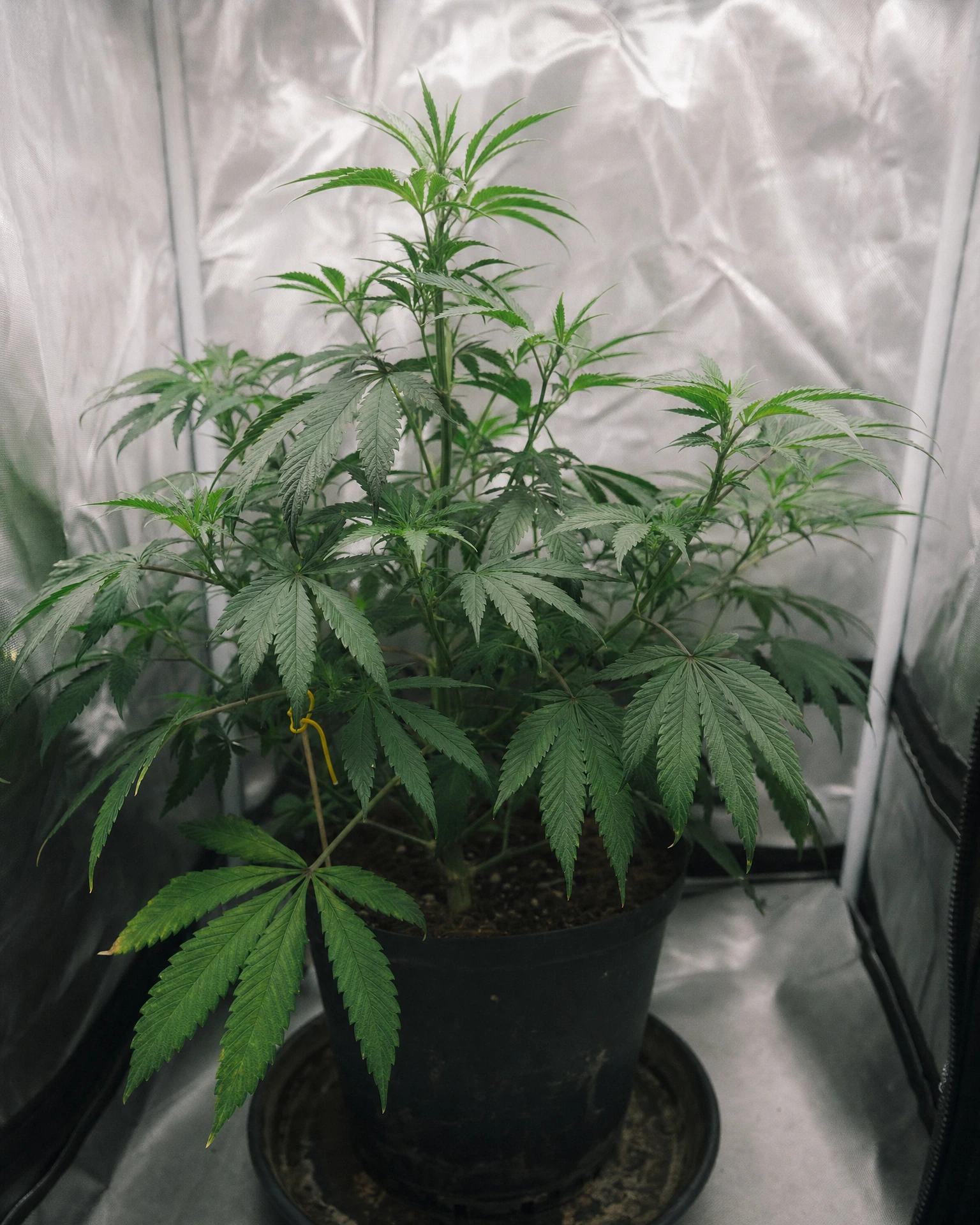 Blackberry Moonrocks in der vegetativen Wachstumsphase