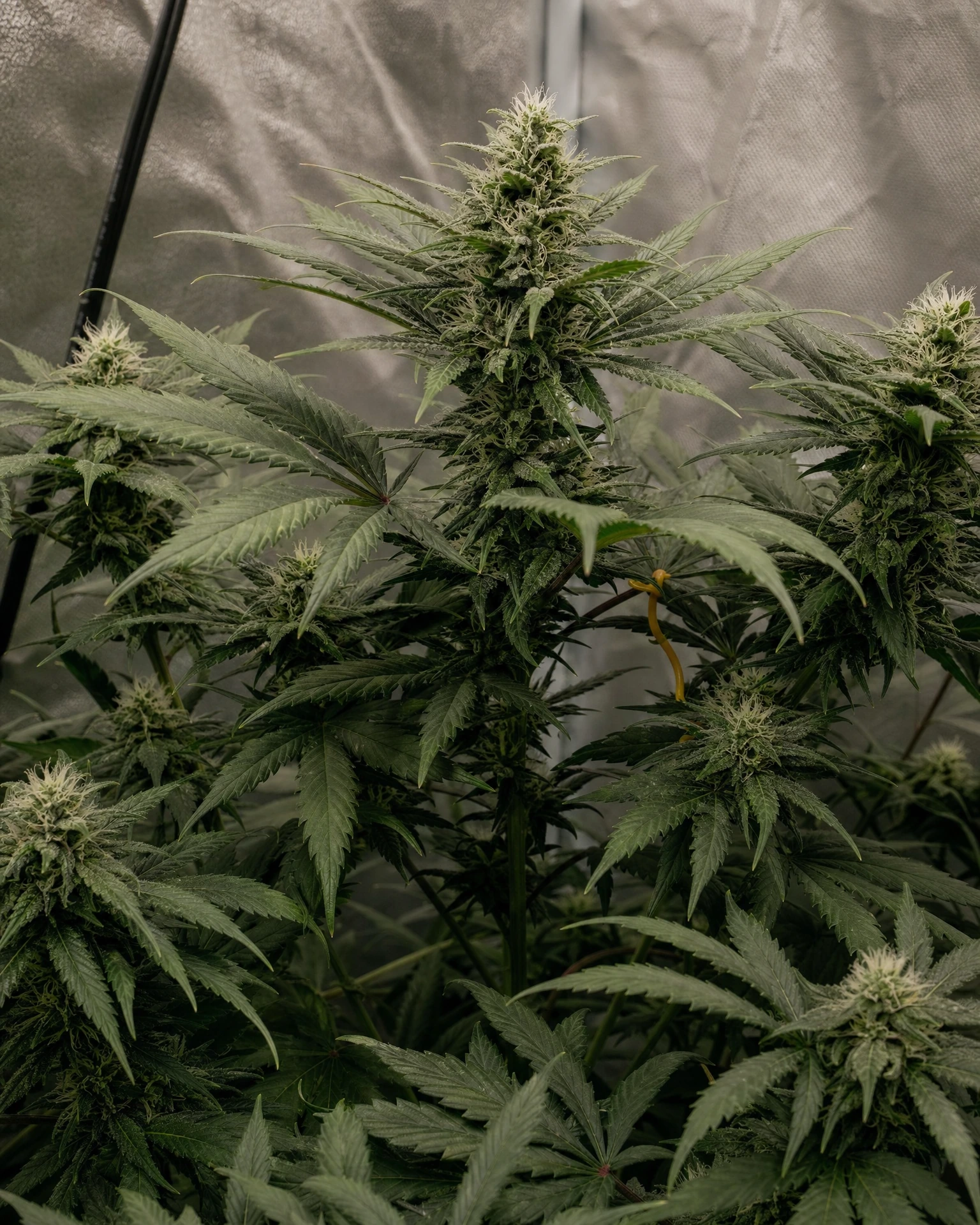 Blackberry Moonrocks in der mittleren Blütephase