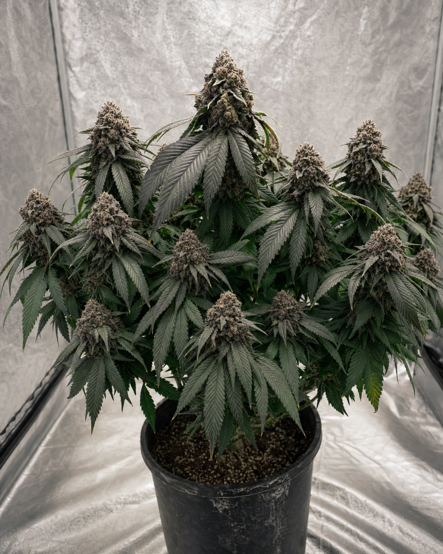 Ausgewachsene Cannabispflanze der Sorte Blackberry Moonrocks