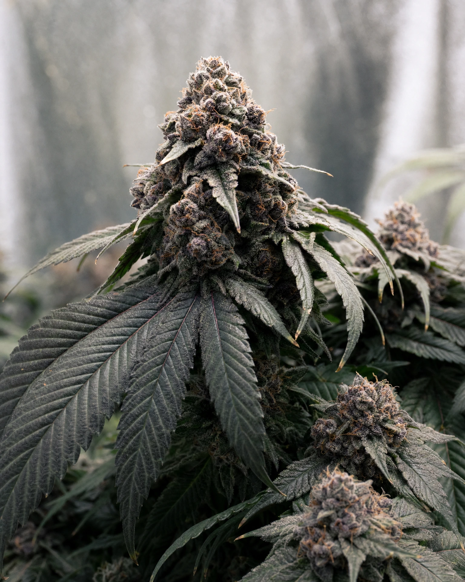 Ausgereifte Cannabispflanze der Sorte Blackberry Moonrocks aus einem zweiten Blickwinkel