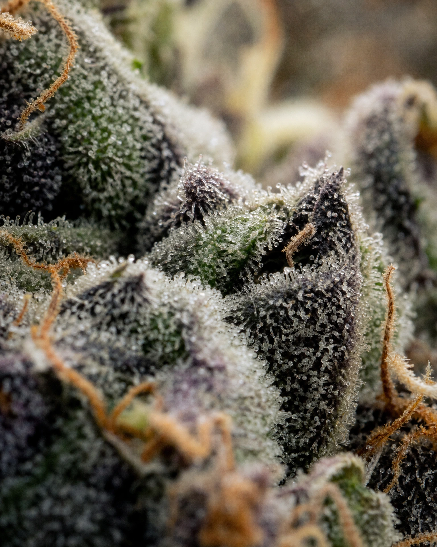 Trichome der Cannabissorte Blackberry Moonrocks in Nahaufnahme