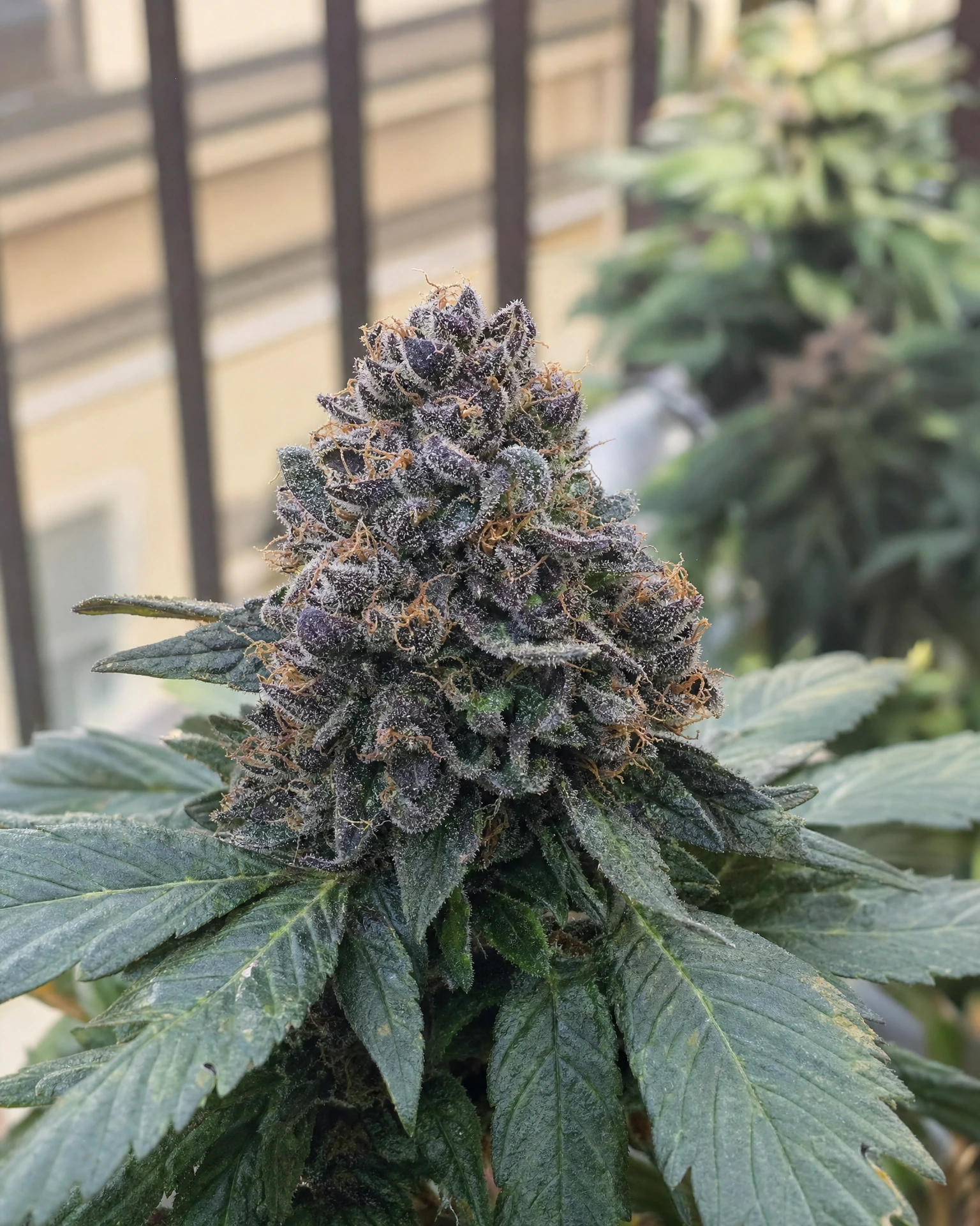 Blühende Cannabispflanze der Sorte Blackberry Moonrocks Autoflower