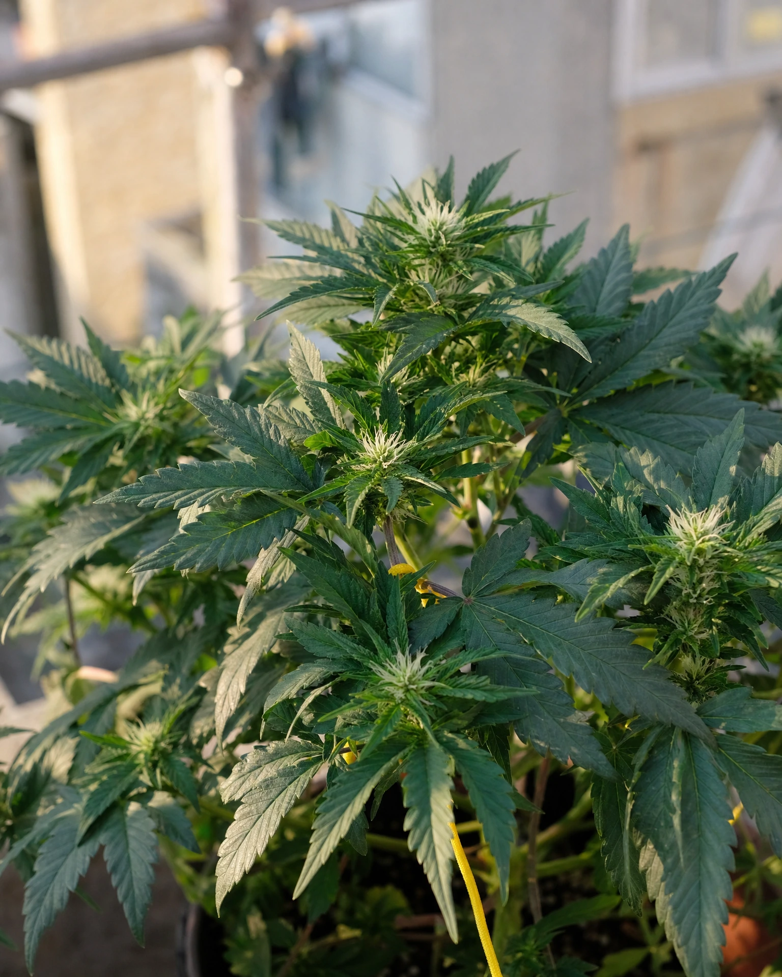 Blackberry Moonrocks Autoflower in der frühen Blütephase