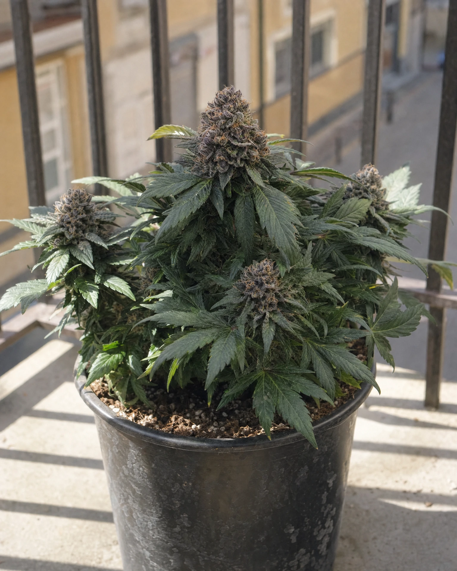 Ausgewachsene Cannabispflanze der Sorte Blackberry Moonrocks Autoflower