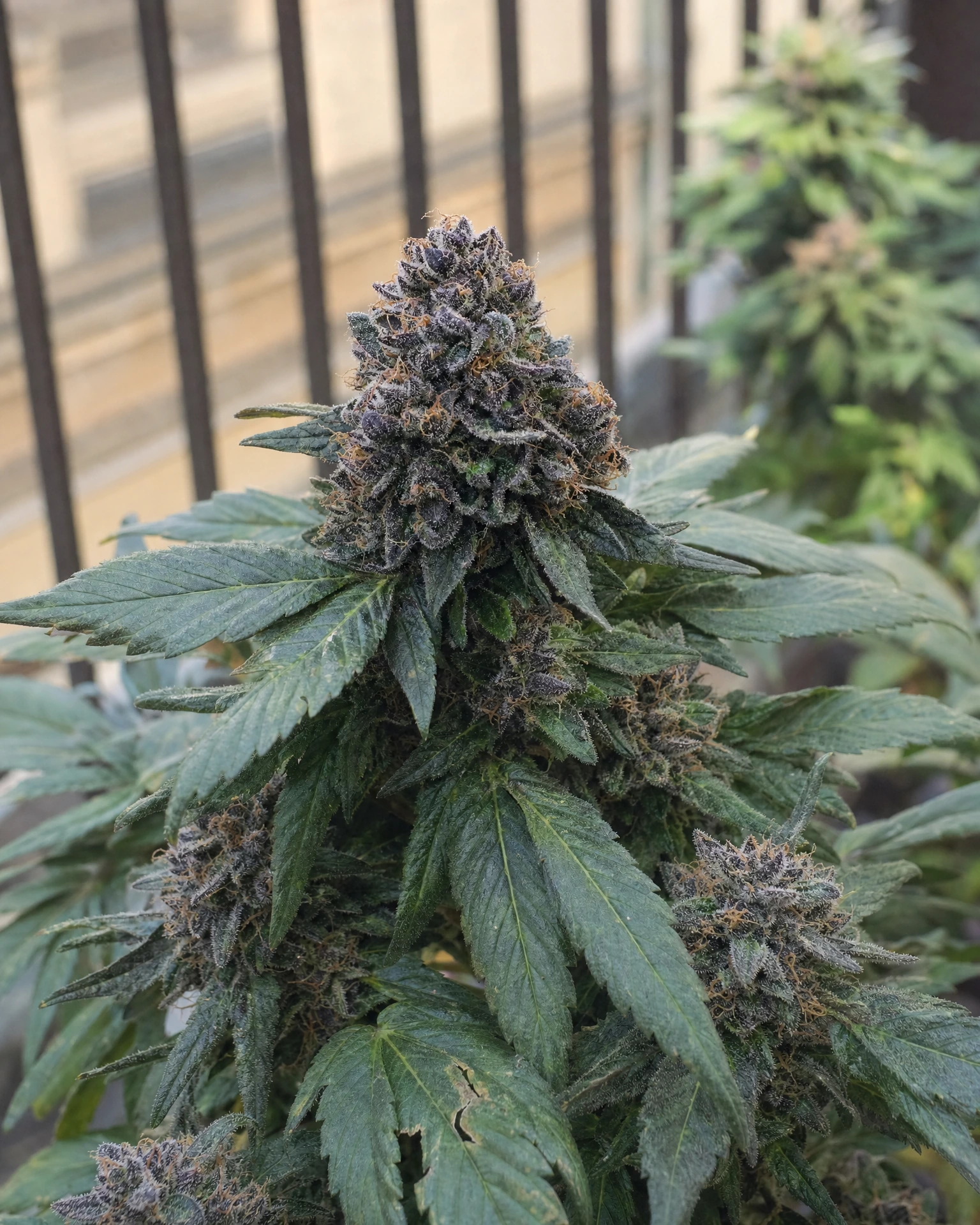 Ausgereifte Cannabispflanze der Sorte Blackberry Moonrocks Autoflower aus einem zweiten Blickwinkel