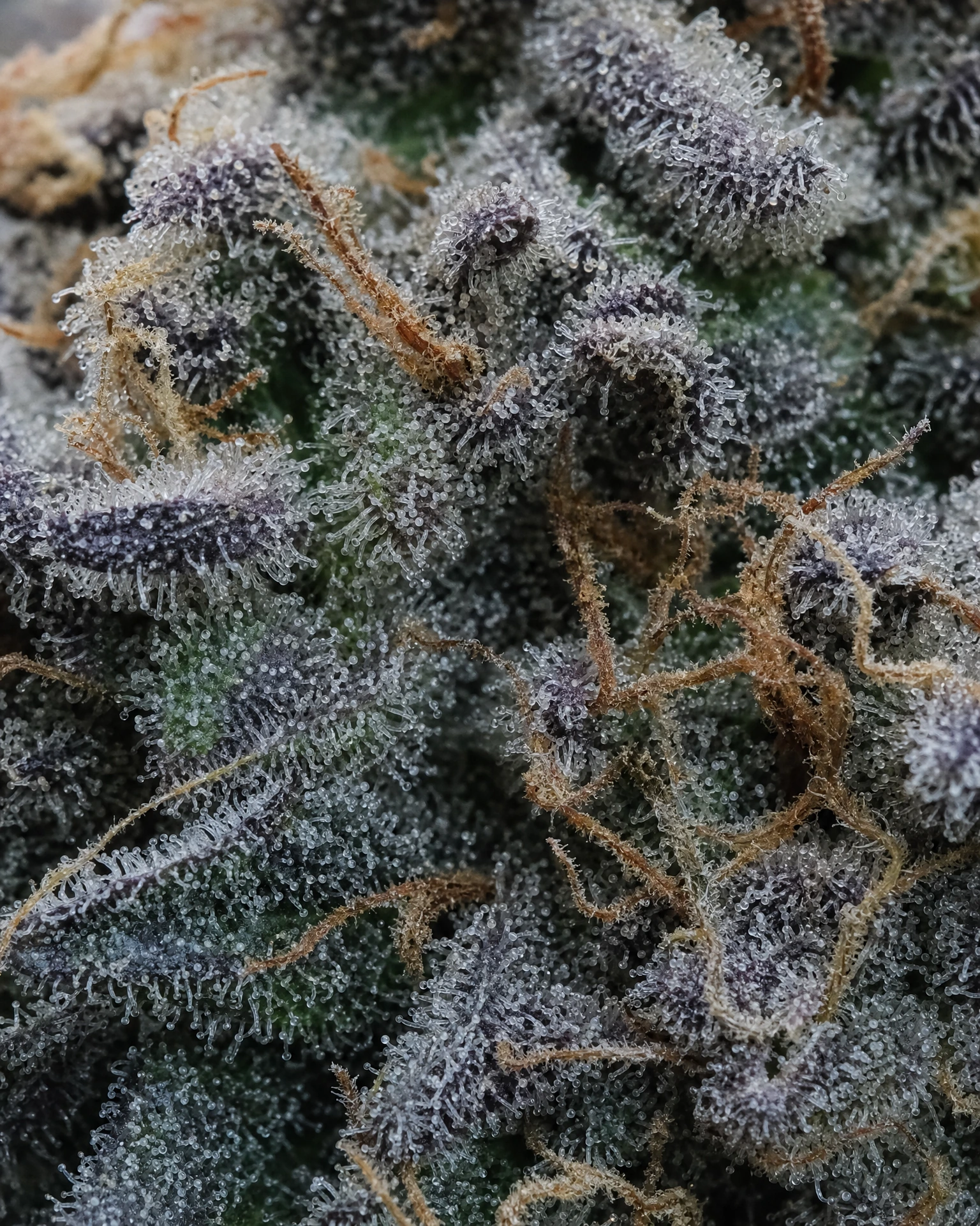 Trichome der Cannabissorte Blackberry Moonrocks Autoflower in Nahaufnahme