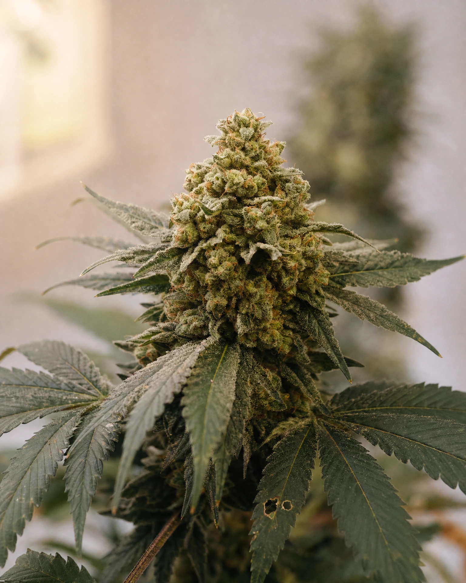 Blühende Cannabispflanze der Sorte Banana Kush