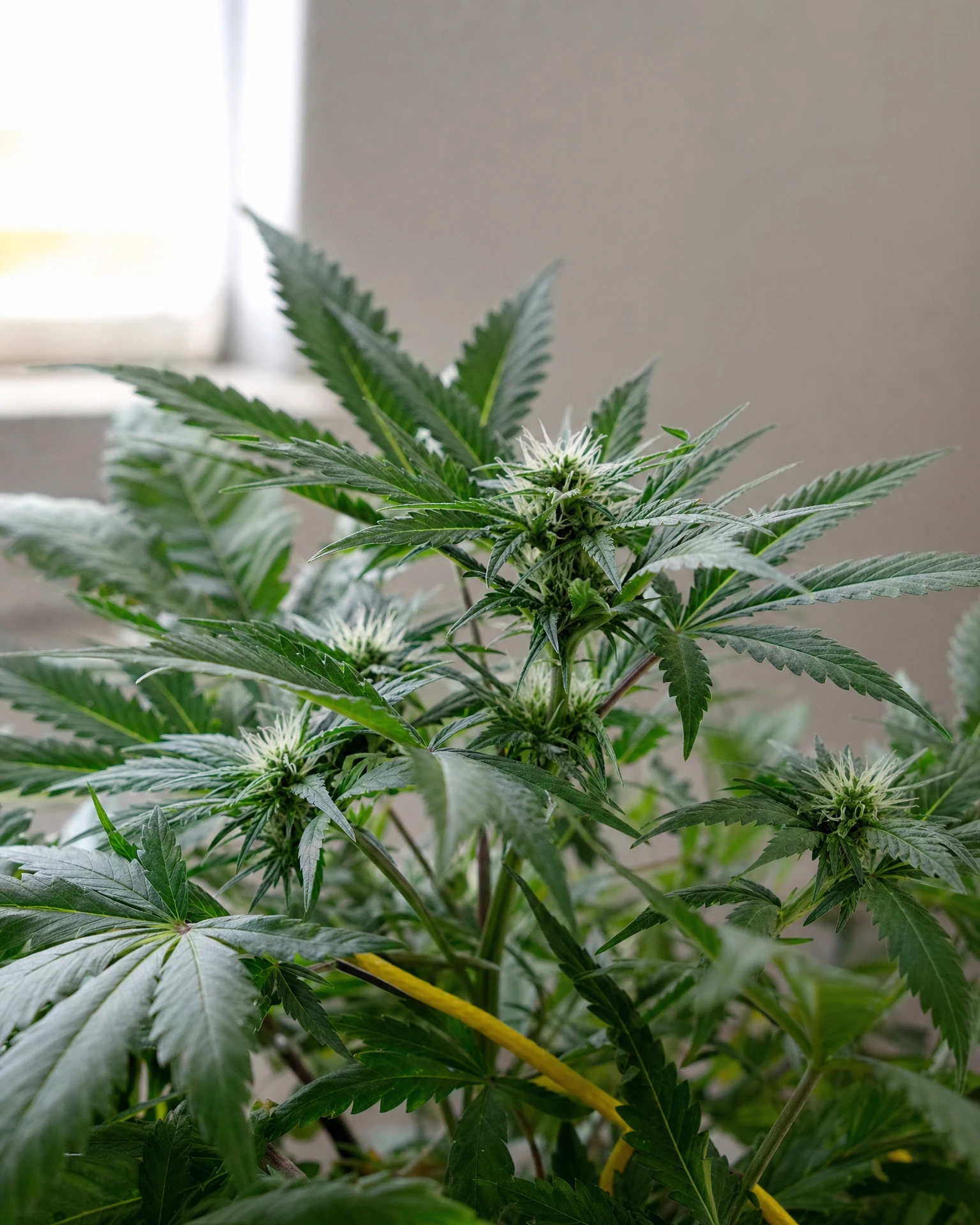 Banana Kush in der frühen Blütephase
