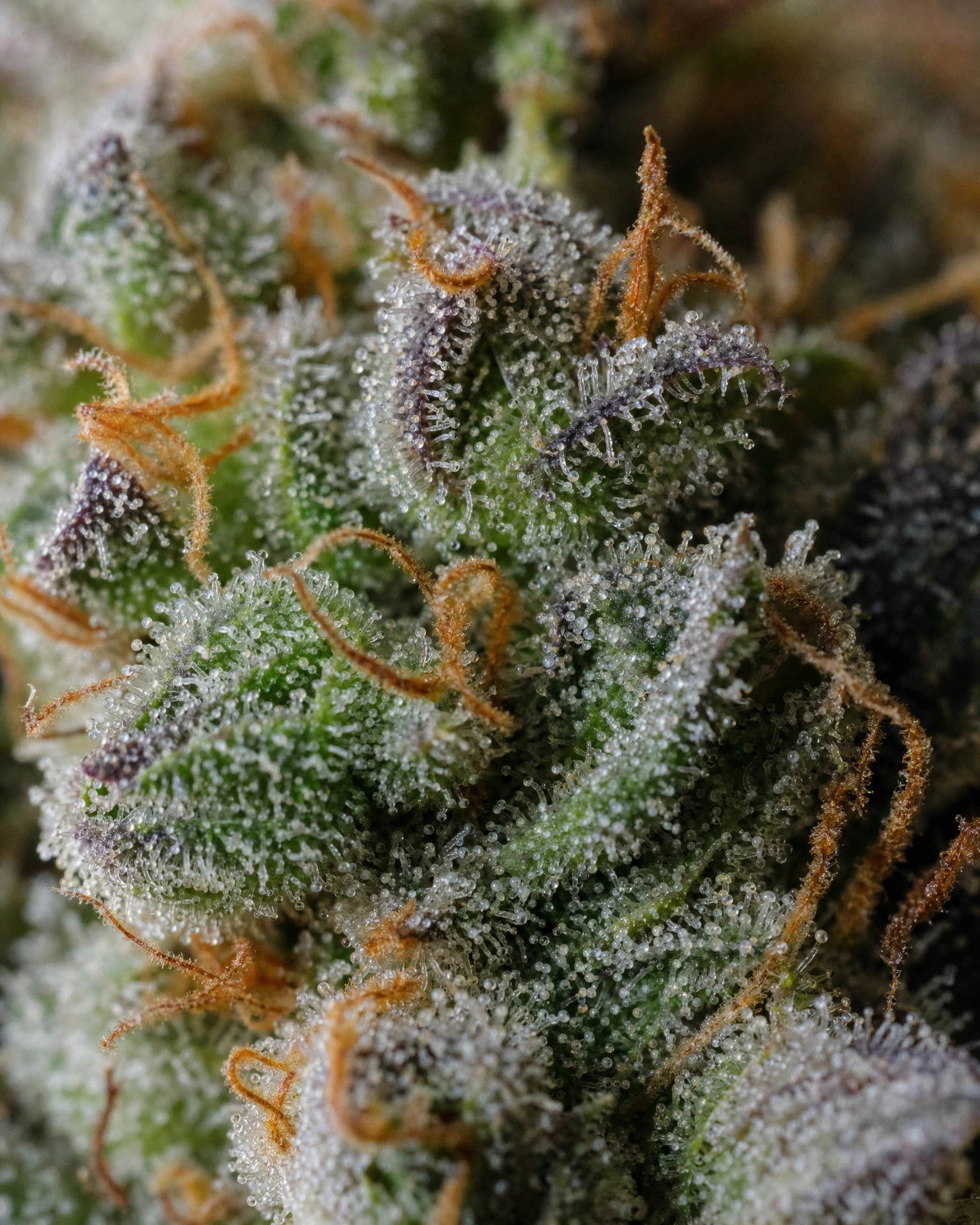 Trichome der Cannabissorte Cherry Pie in Nahaufnahme