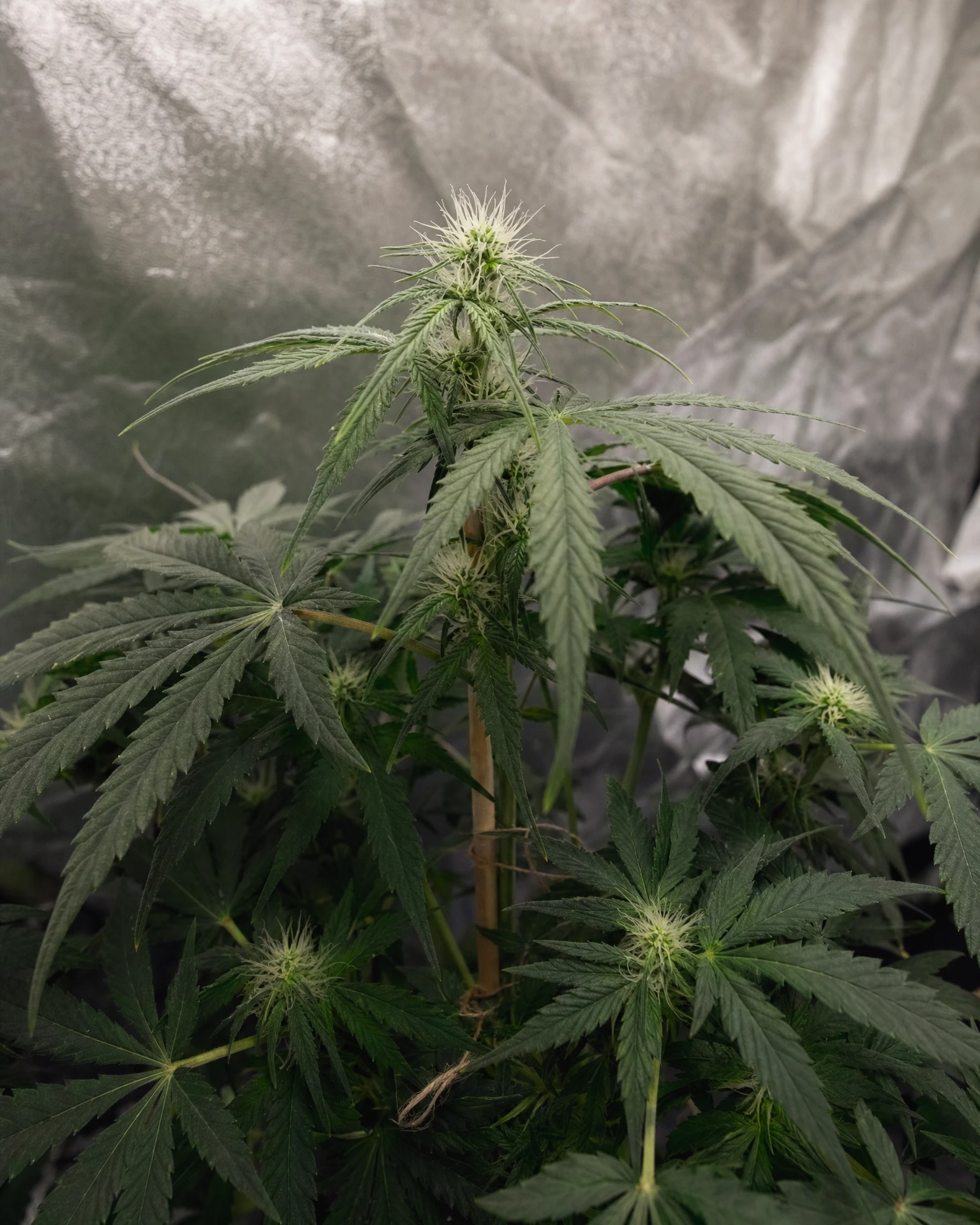 Gorilla Glue Autoflower in der frühen Blütephase