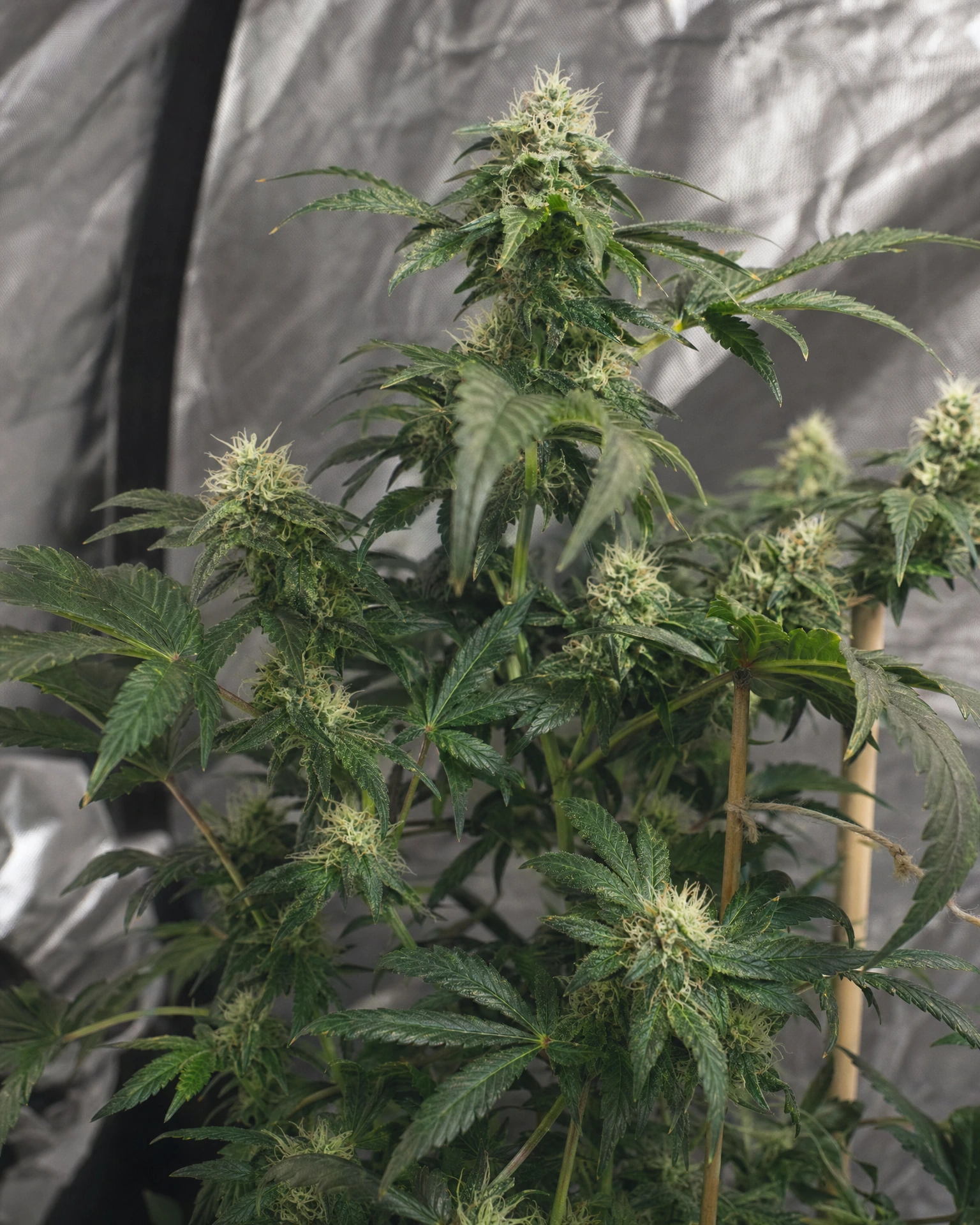 Gorilla Glue Autoflower in der mittleren Blütephase
