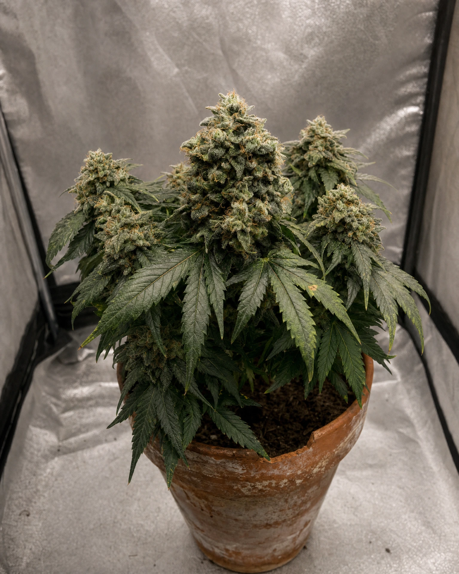 Ausgewachsene Cannabispflanze der Sorte Gorilla Glue Autoflower