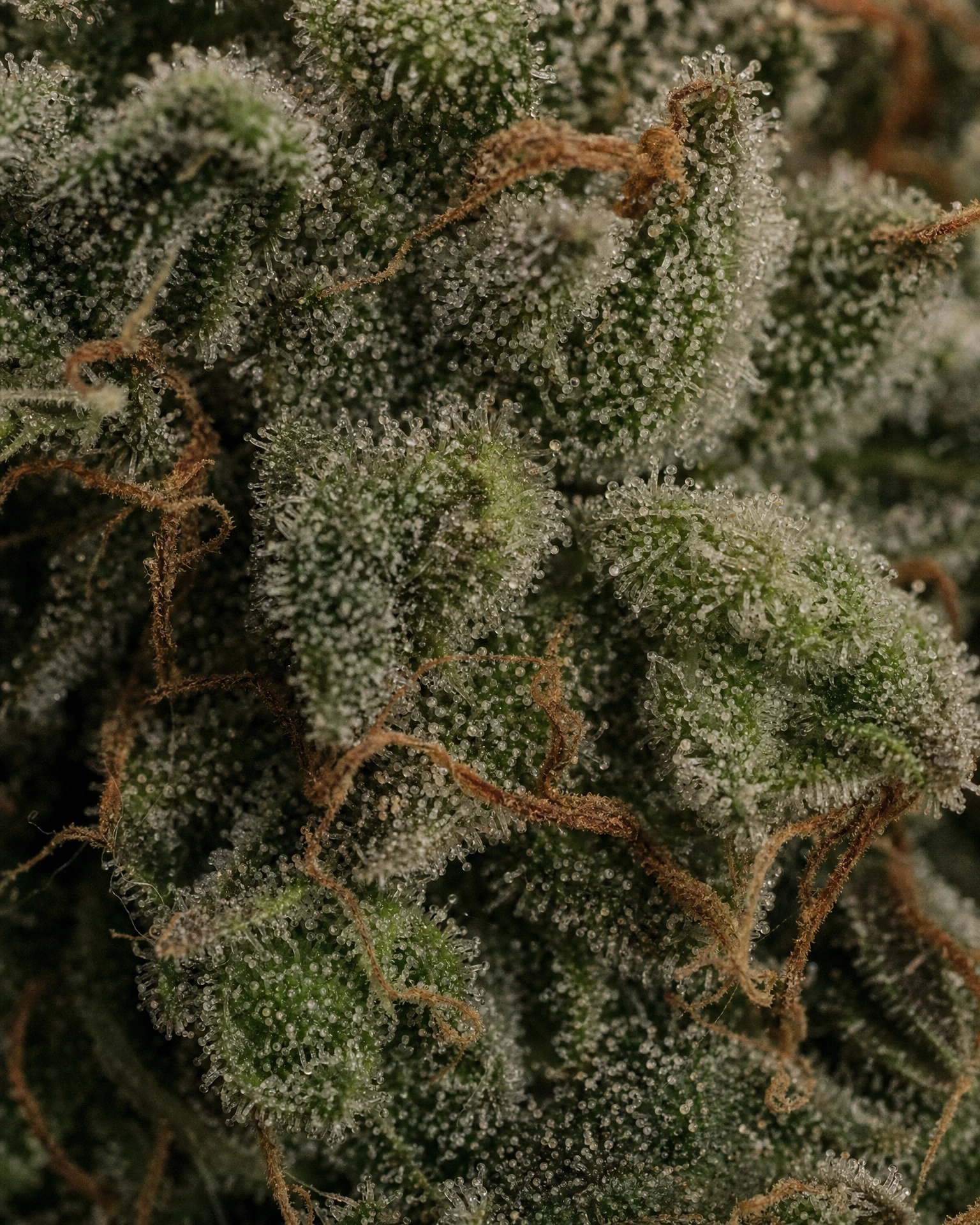Trichome der Cannabissorte Gorilla Glue Autoflower in Nahaufnahme
