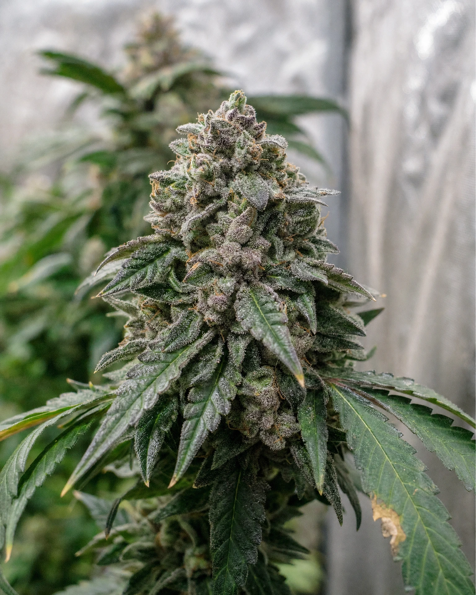 Blühende Cannabispflanze der Sorte Blue Zushi