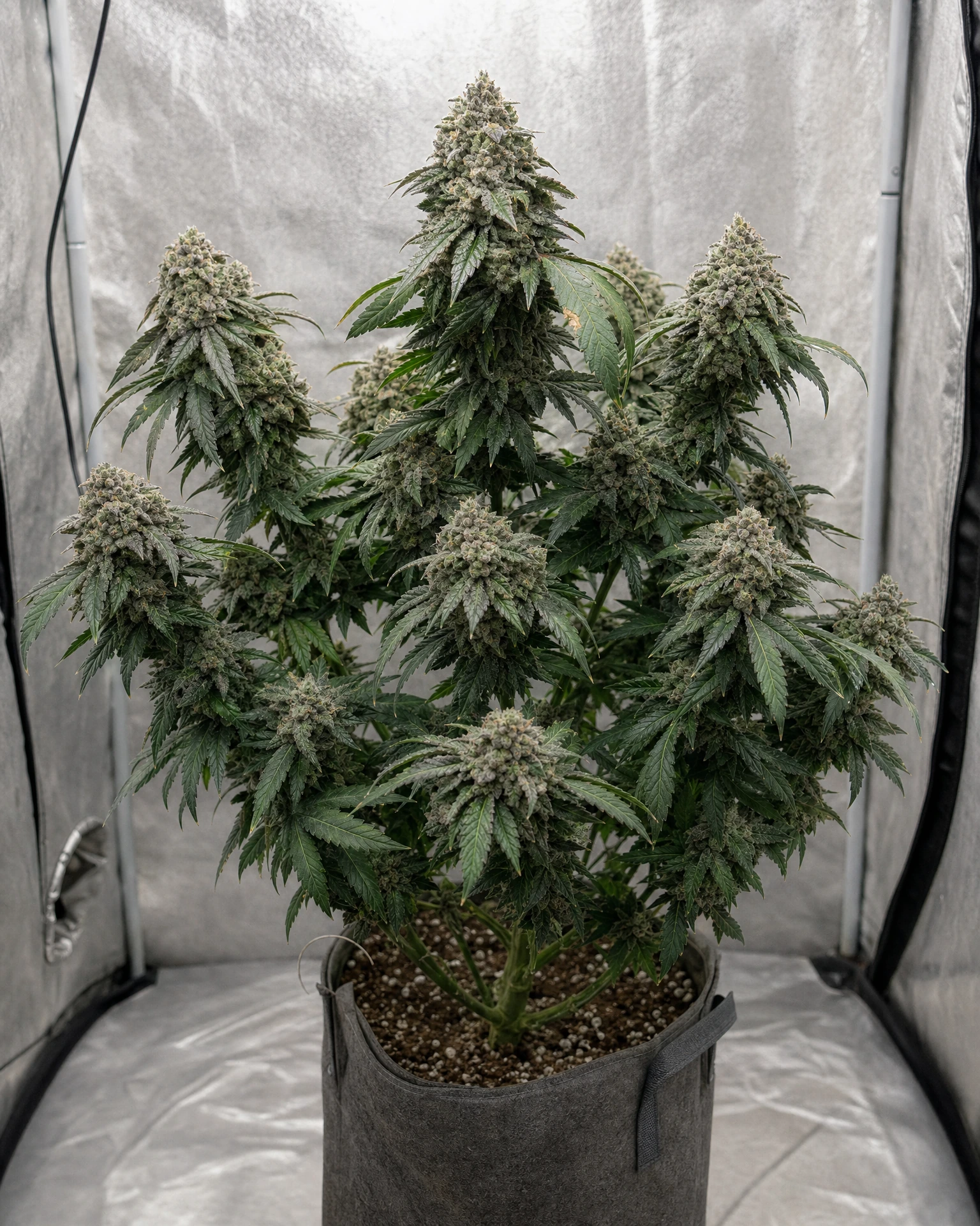 Ausgewachsene Cannabispflanze der Sorte Blue Zushi