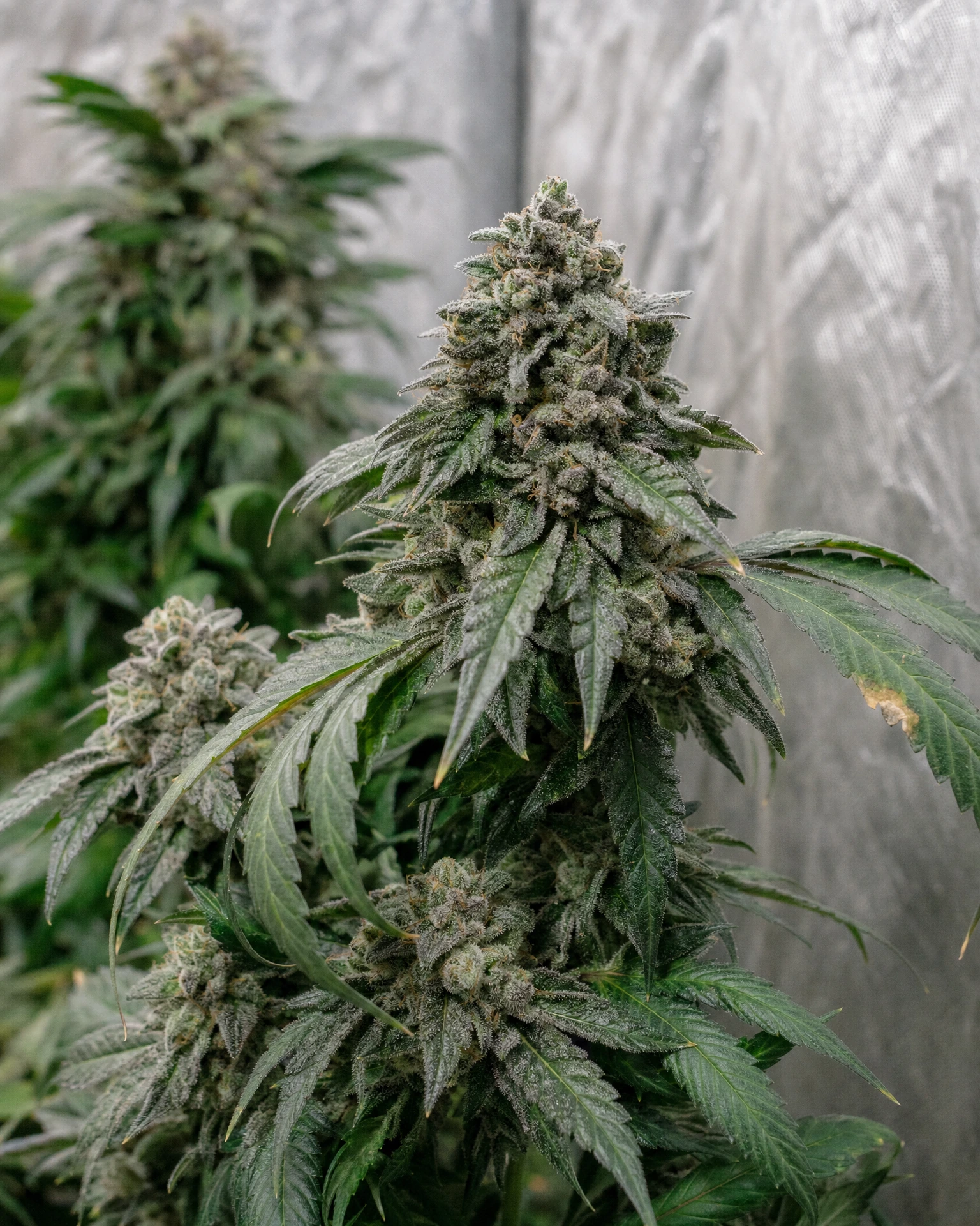 Ausgereifte Cannabispflanze der Sorte Blue Zushi aus einem zweiten Blickwinkel