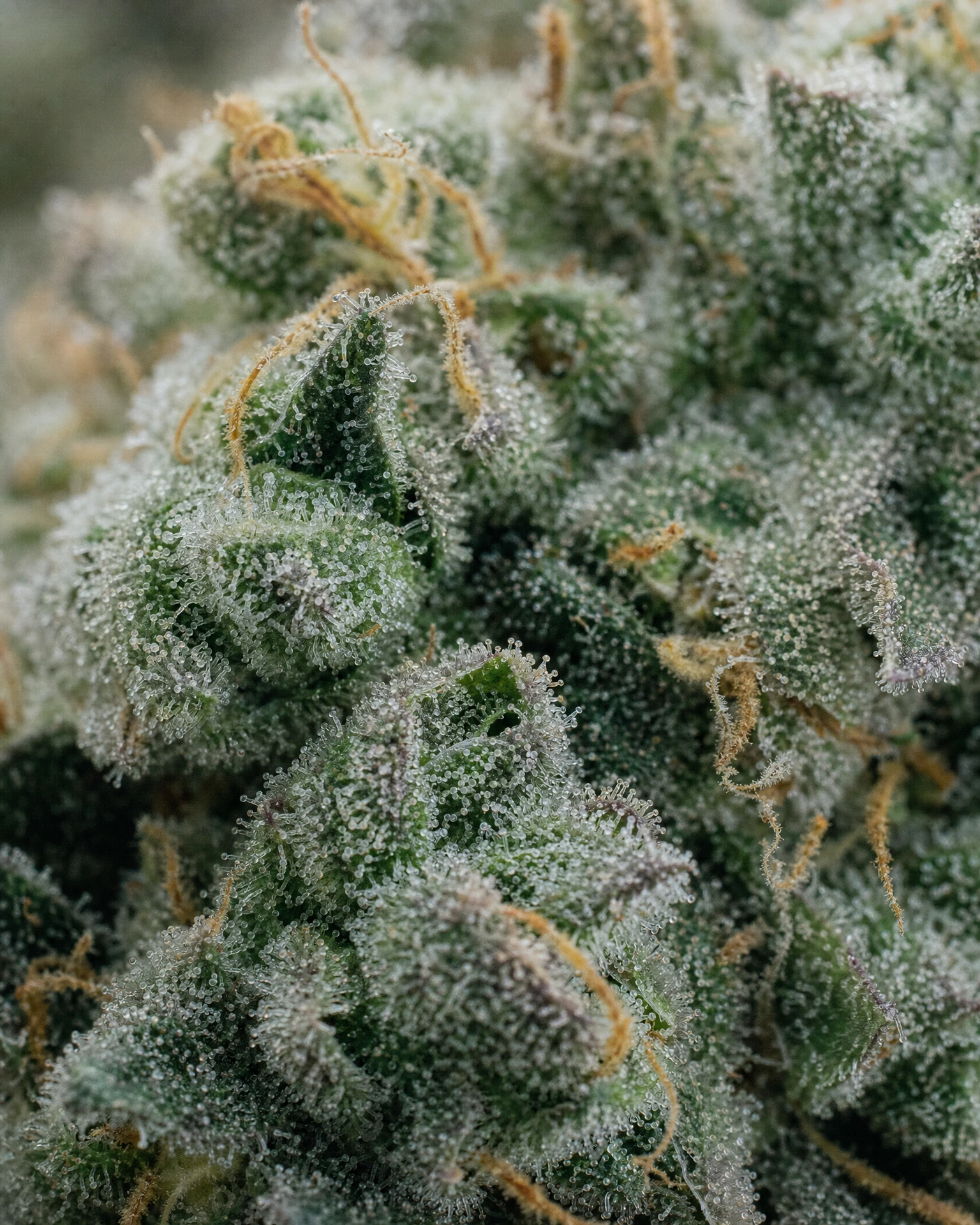 Trichome der Cannabissorte Blue Zushi in Nahaufnahme
