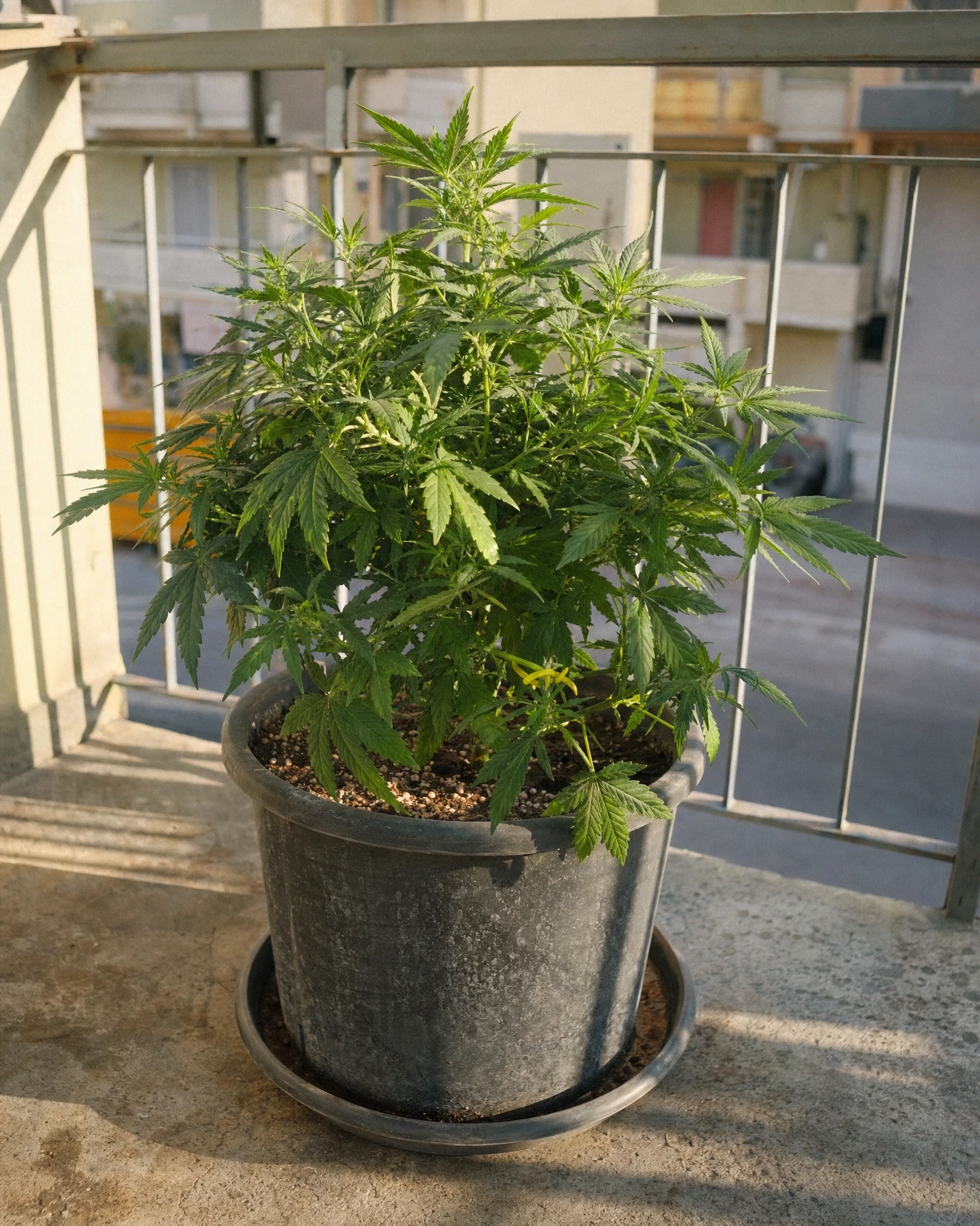 Apple Fritter Autoflower in der vegetativen Wachstumsphase