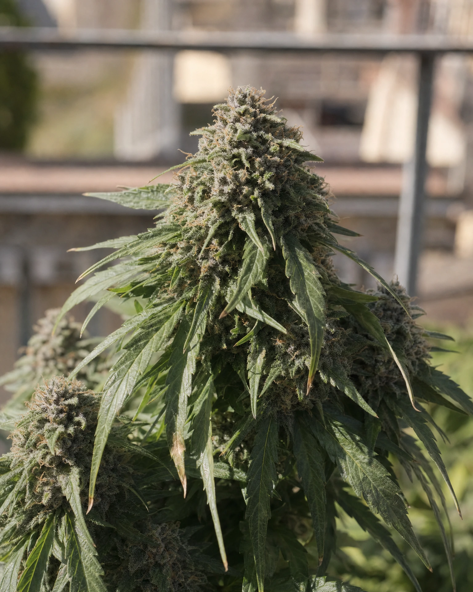 Ausgereifte Cannabispflanze der Sorte Apple Fritter Autoflower aus einem zweiten Blickwinkel