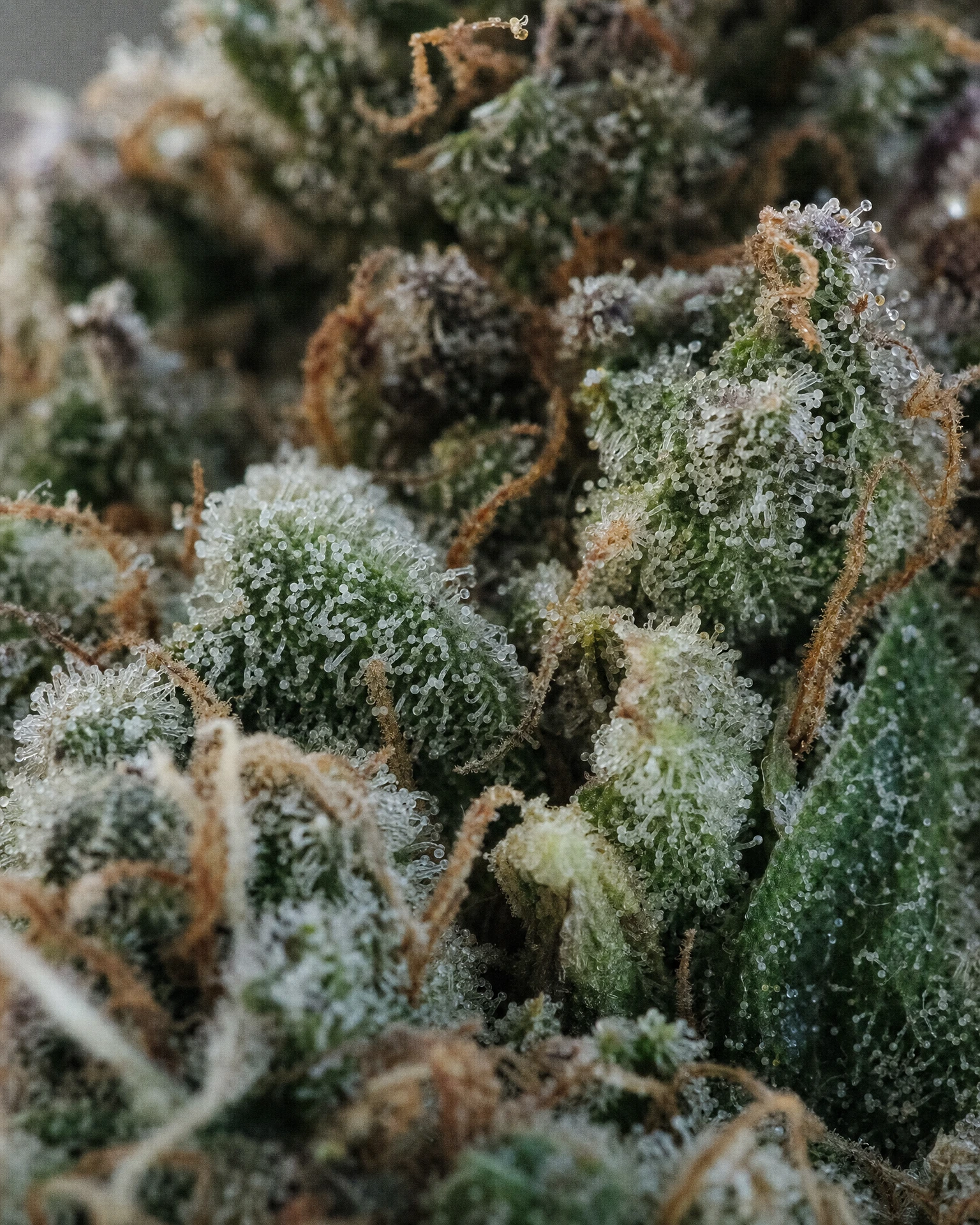 Trichome der Cannabissorte Apple Fritter Autoflower in Nahaufnahme