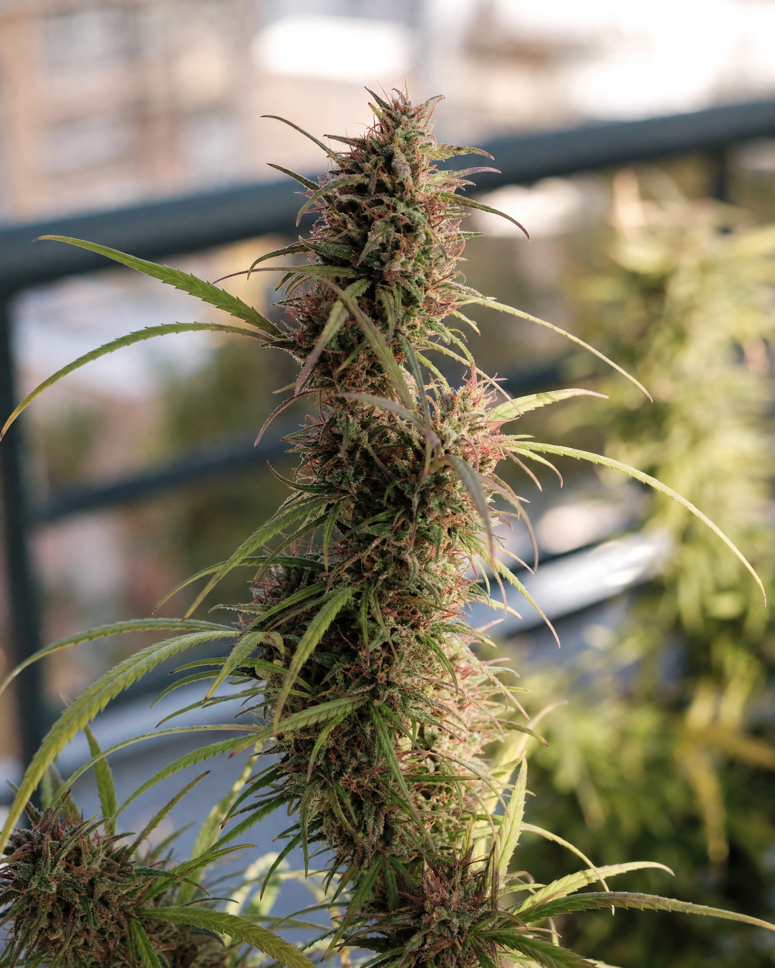 Blühende Cannabispflanze der Sorte Panama Red